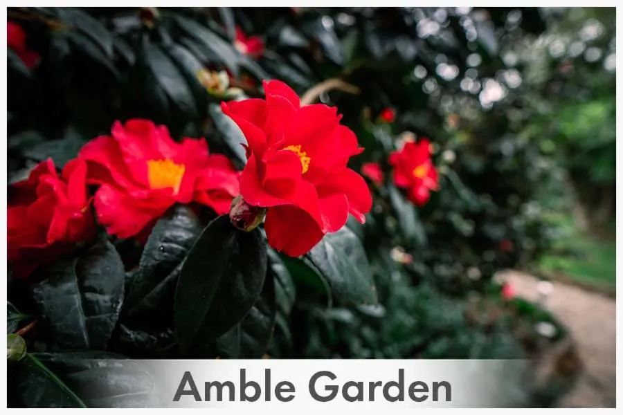 Garden view in Amble at Hahndorf