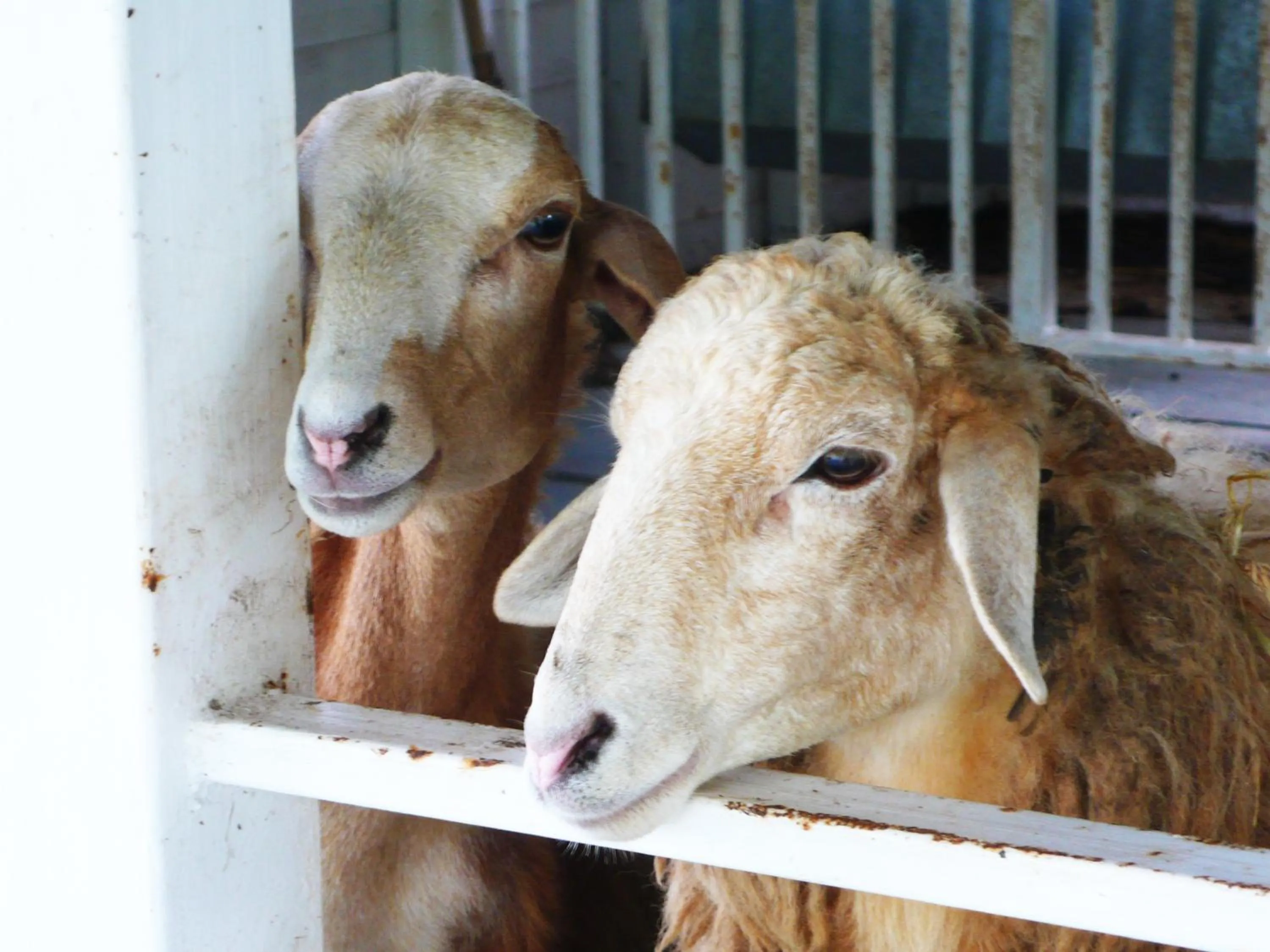 Garden in Brookside Valley Resort