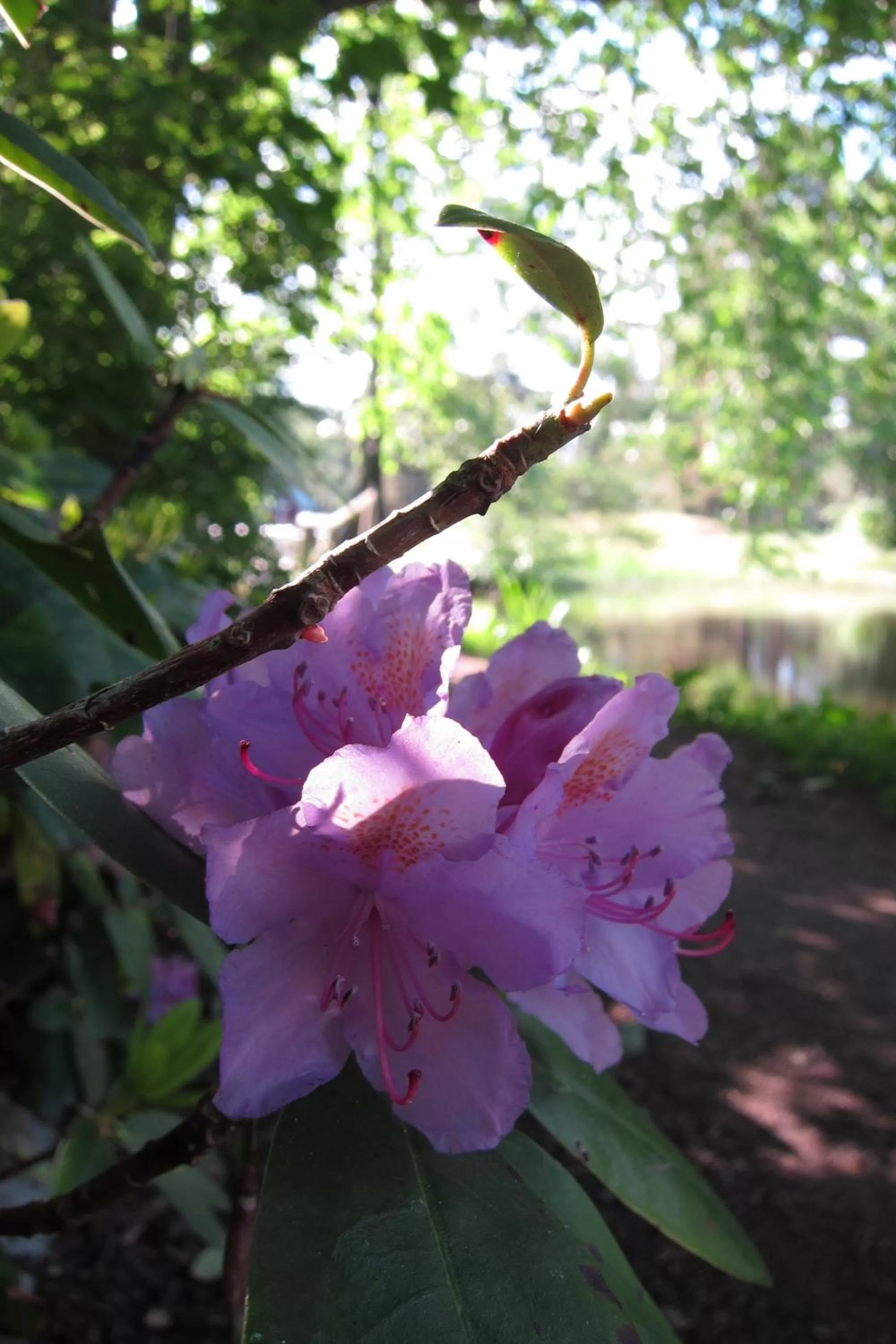 Garden in KvarnDammens Bed & Breakfast