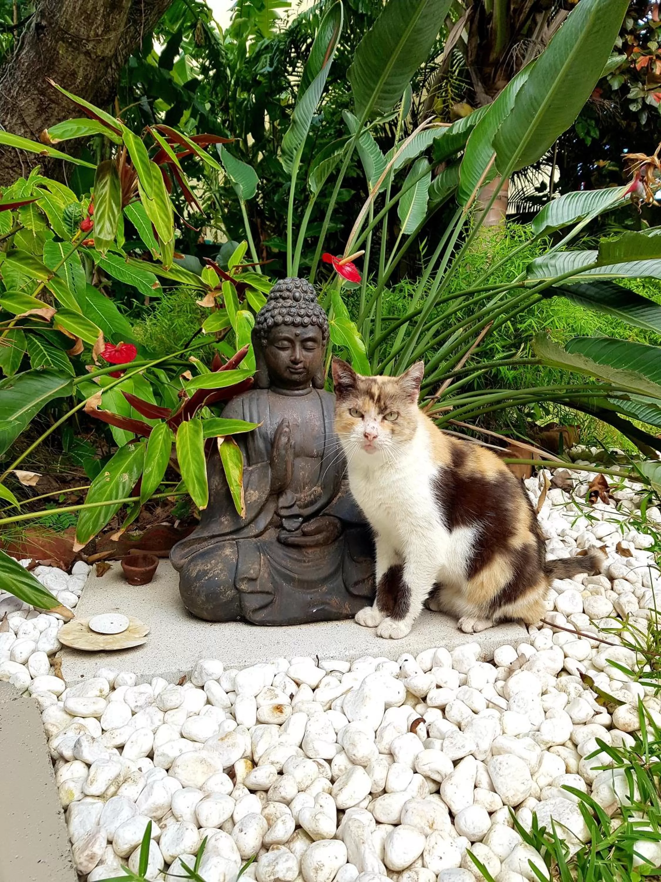 Pets in La Case O zoizos