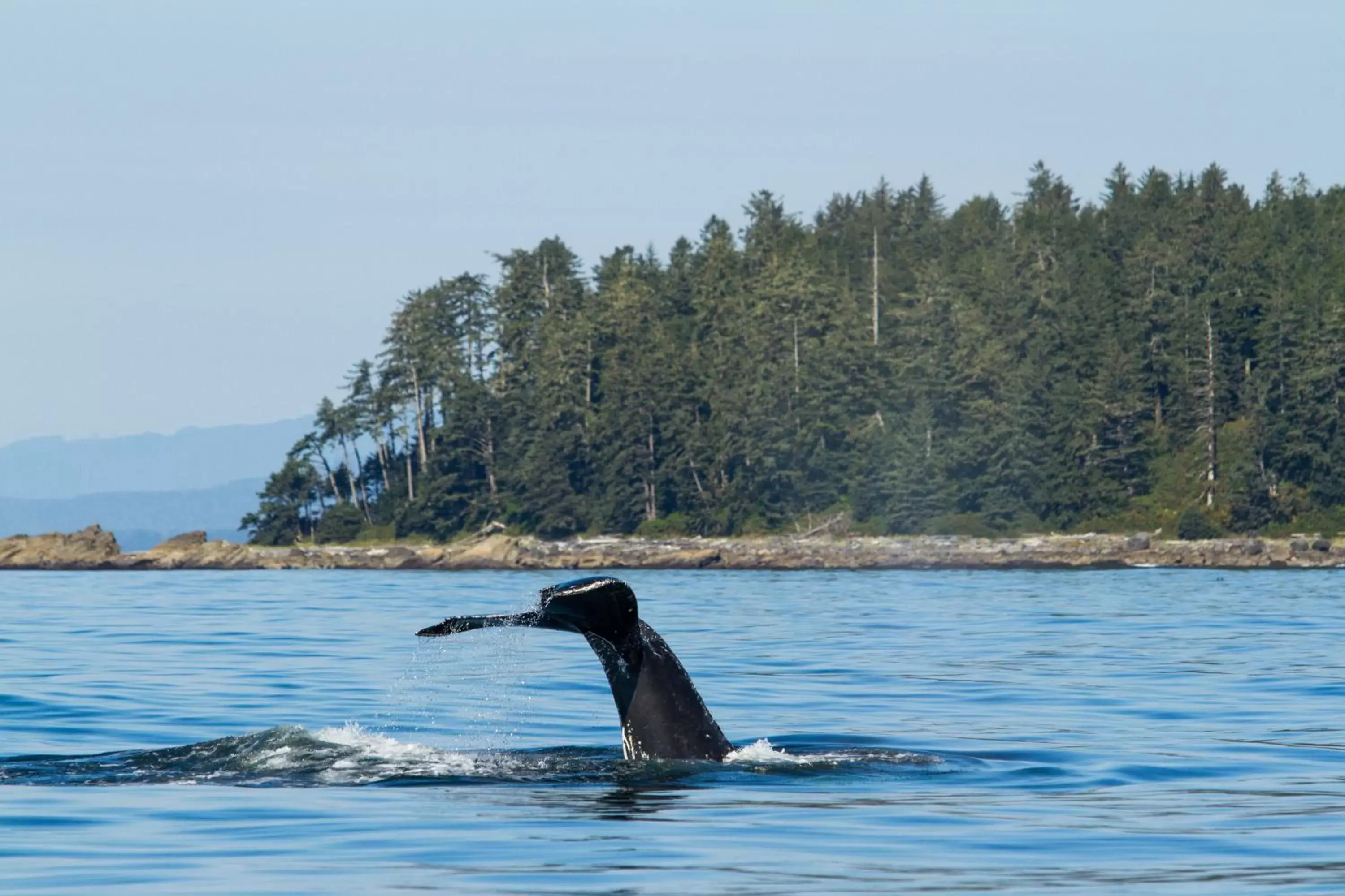 Animals in Tofino Resort + Marina