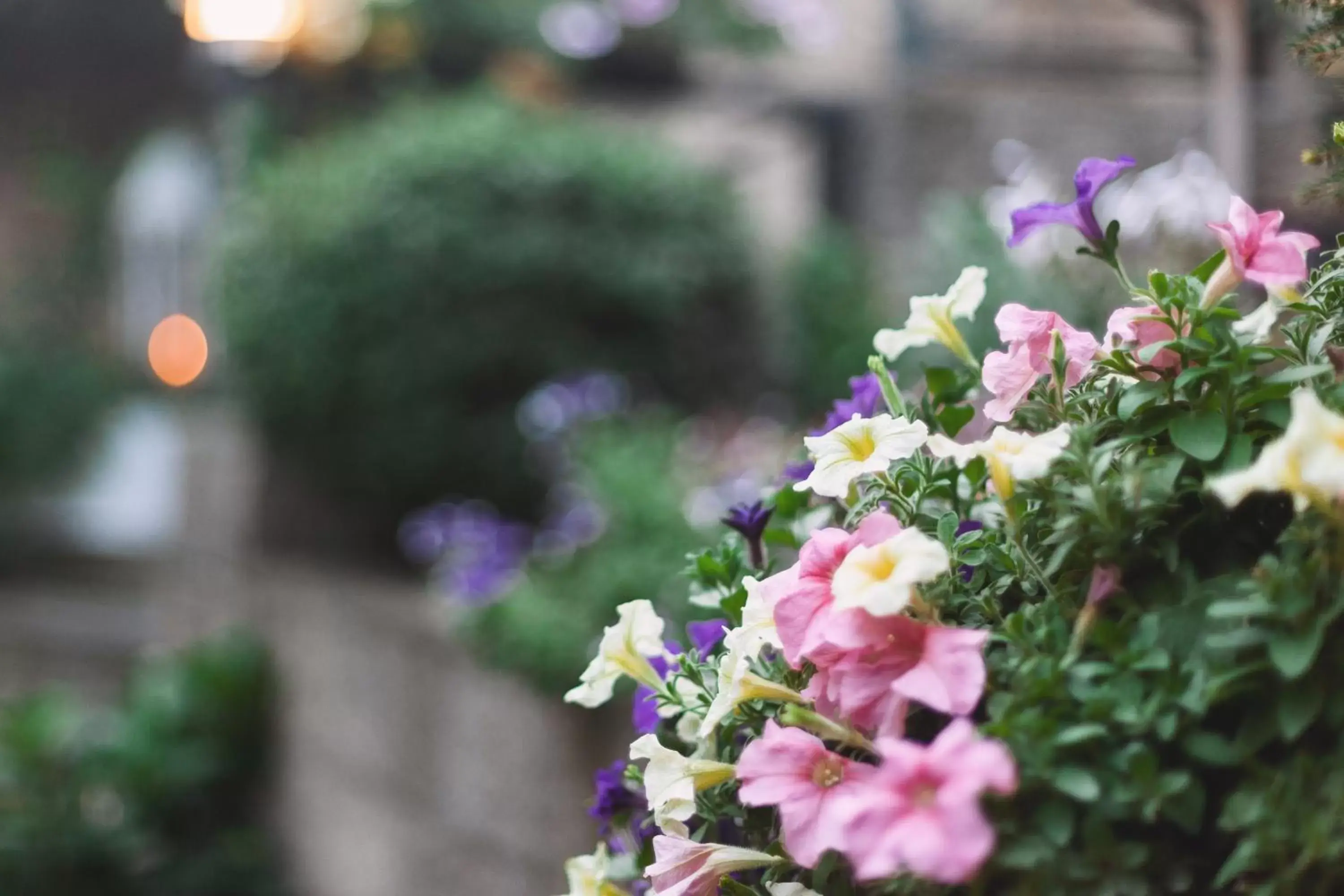 Garden in Hotel Peko