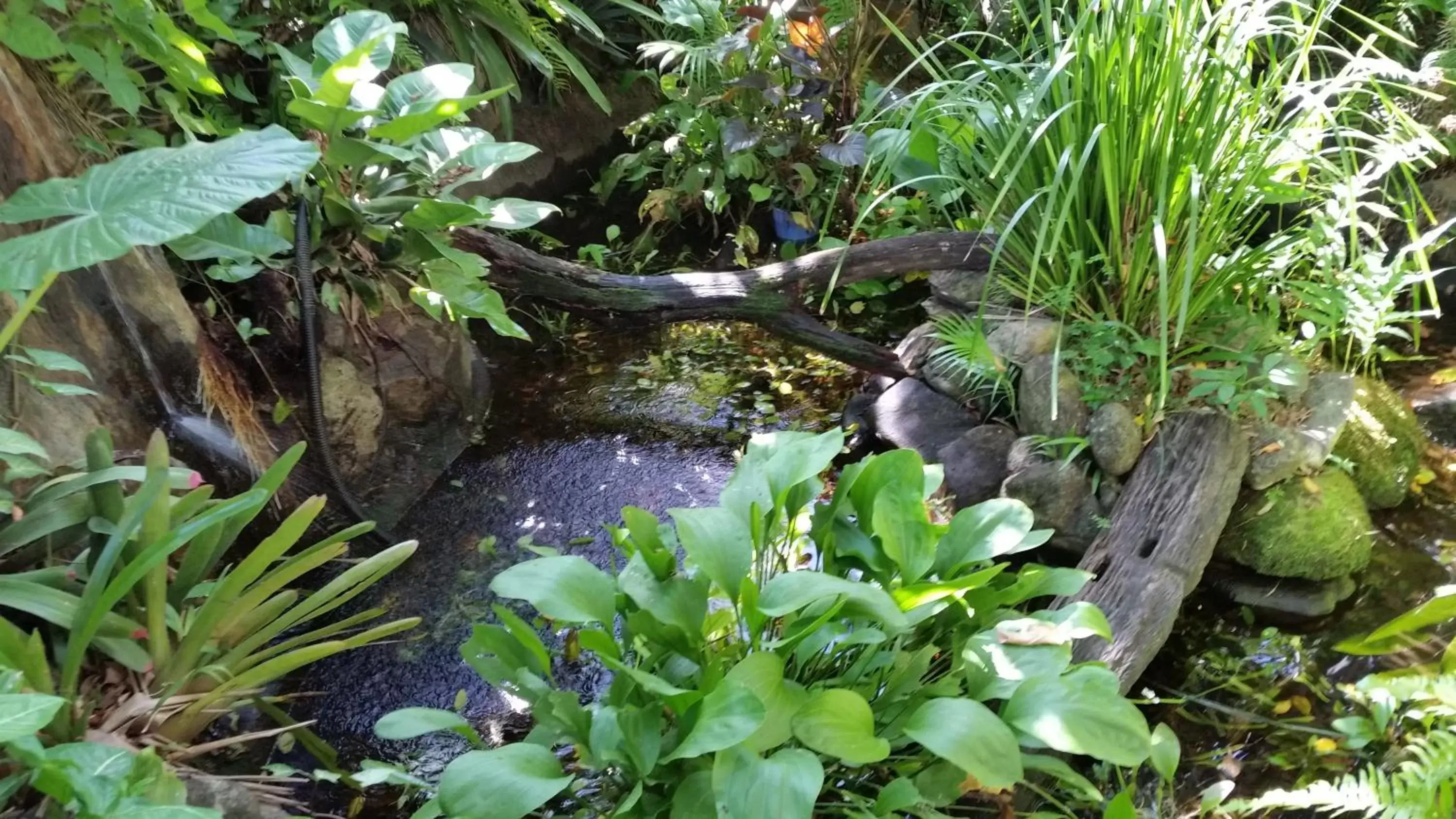 Garden in Cairns Gateway Resort