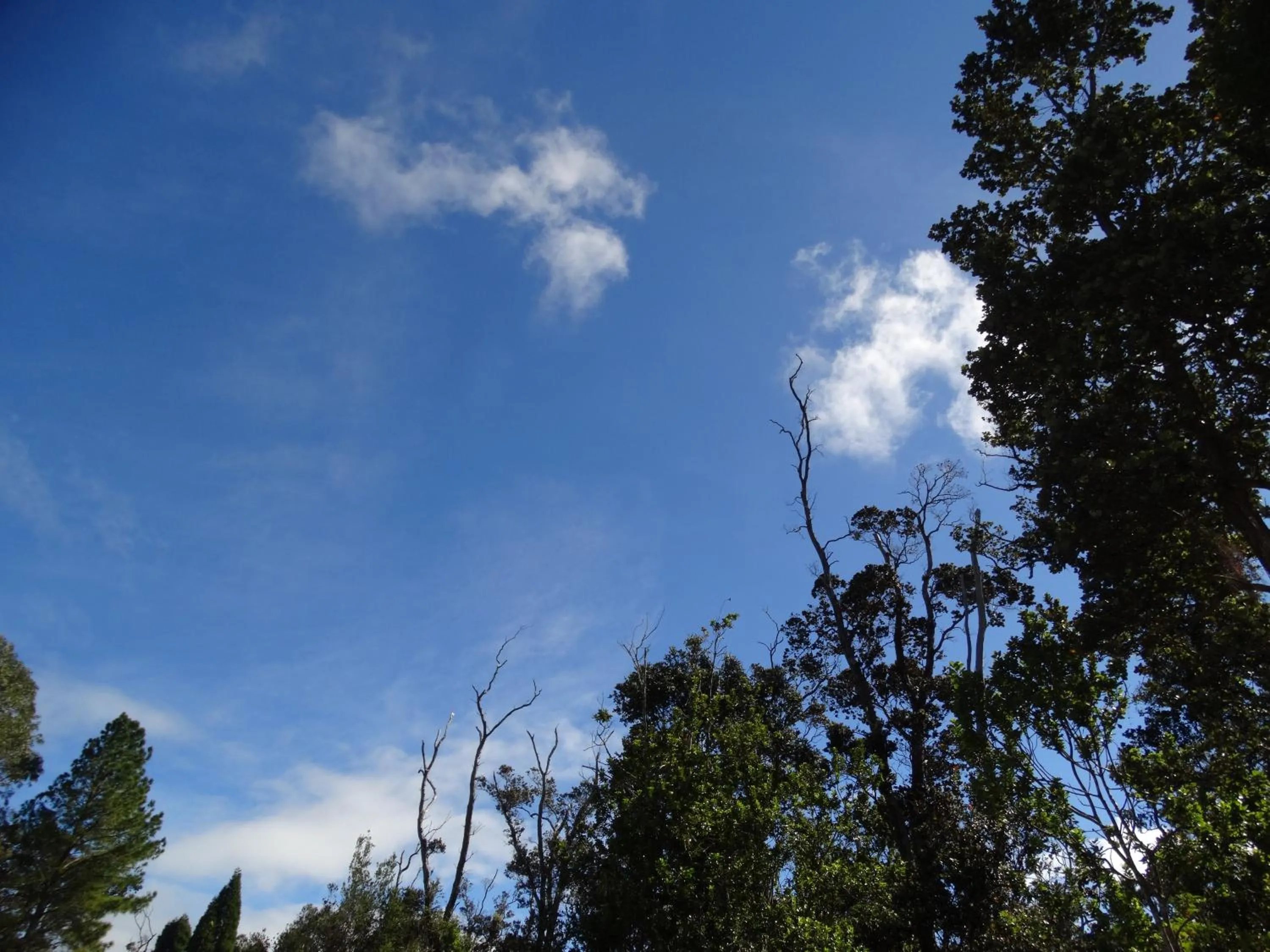 Garden in Lokahi Lodge