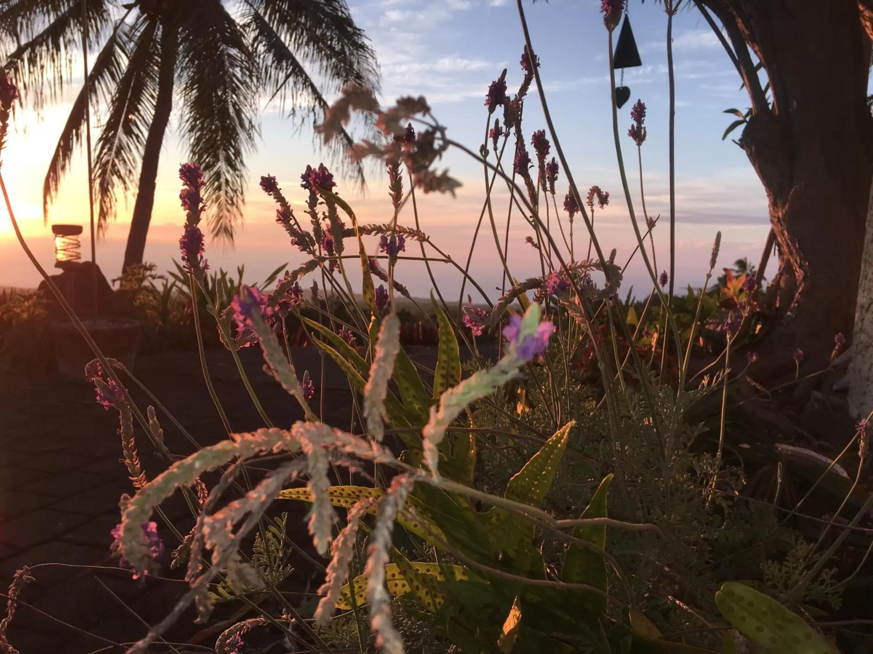 Garden view, Sunrise/Sunset in Kona Bayview Inn