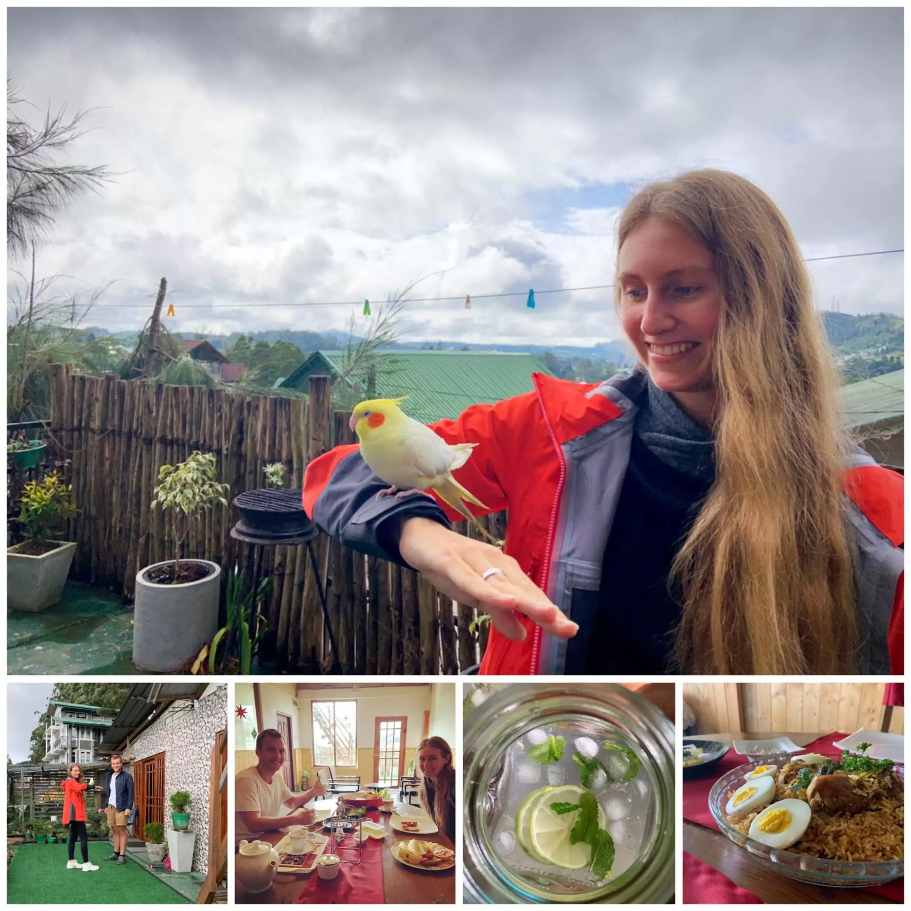 Golden King Guest Golden King Guest