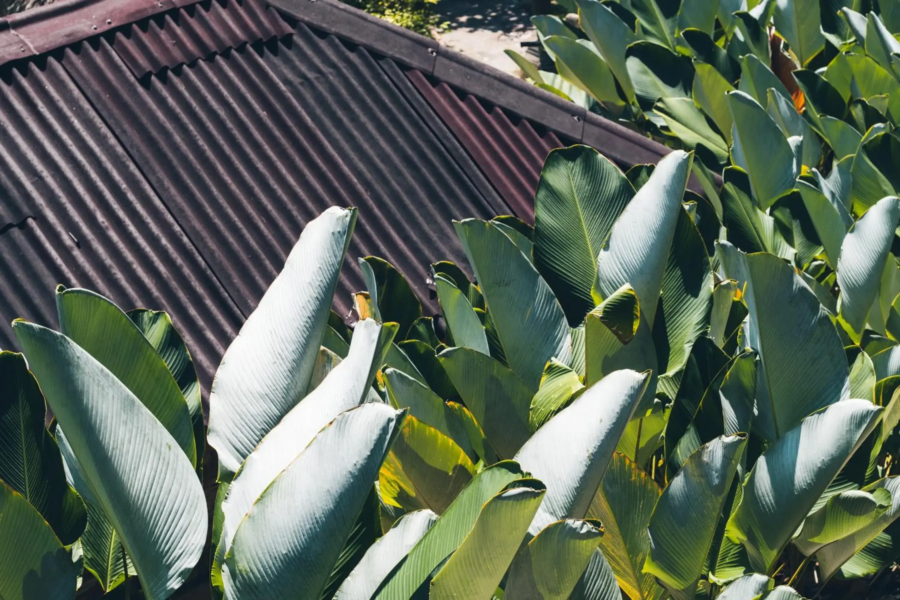 Area and facilities, Other Animals in Railay Garden View Resort