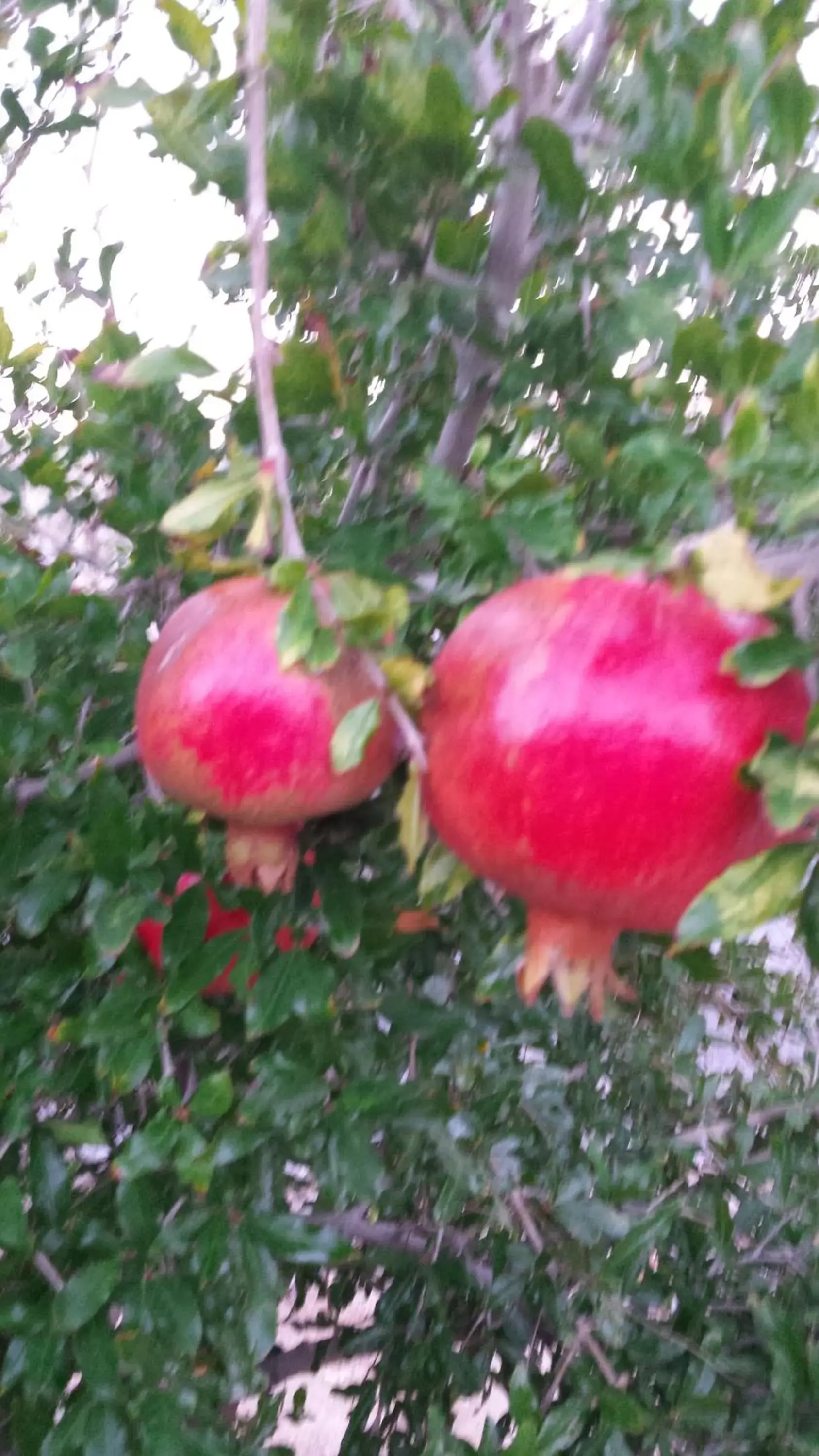 Other, Garden in Atomic Inn Beatty Near Death Valley