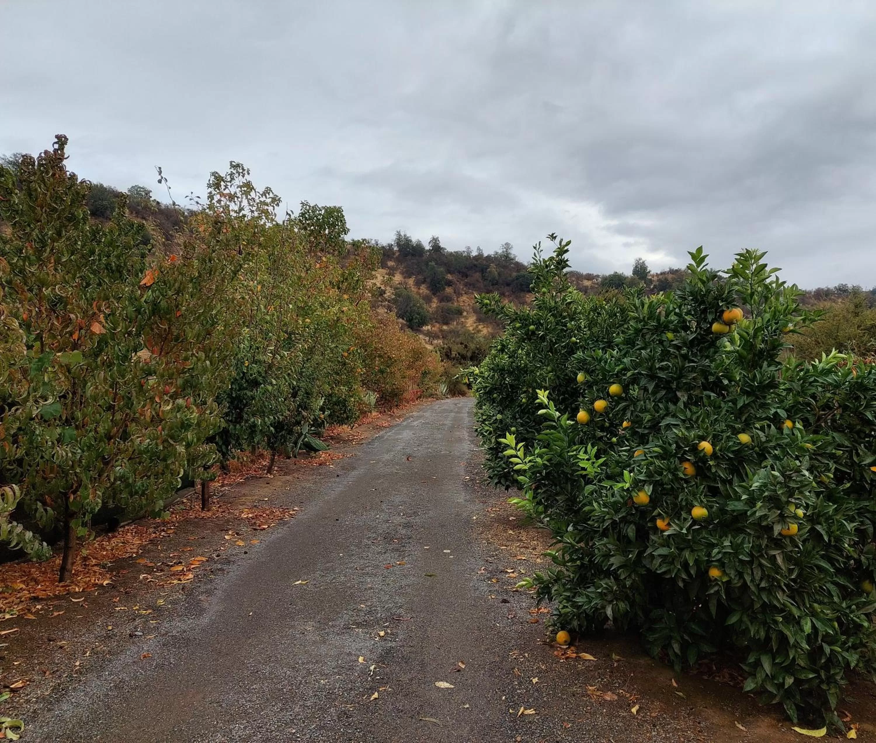 Natural landscape in Callihue Lodge