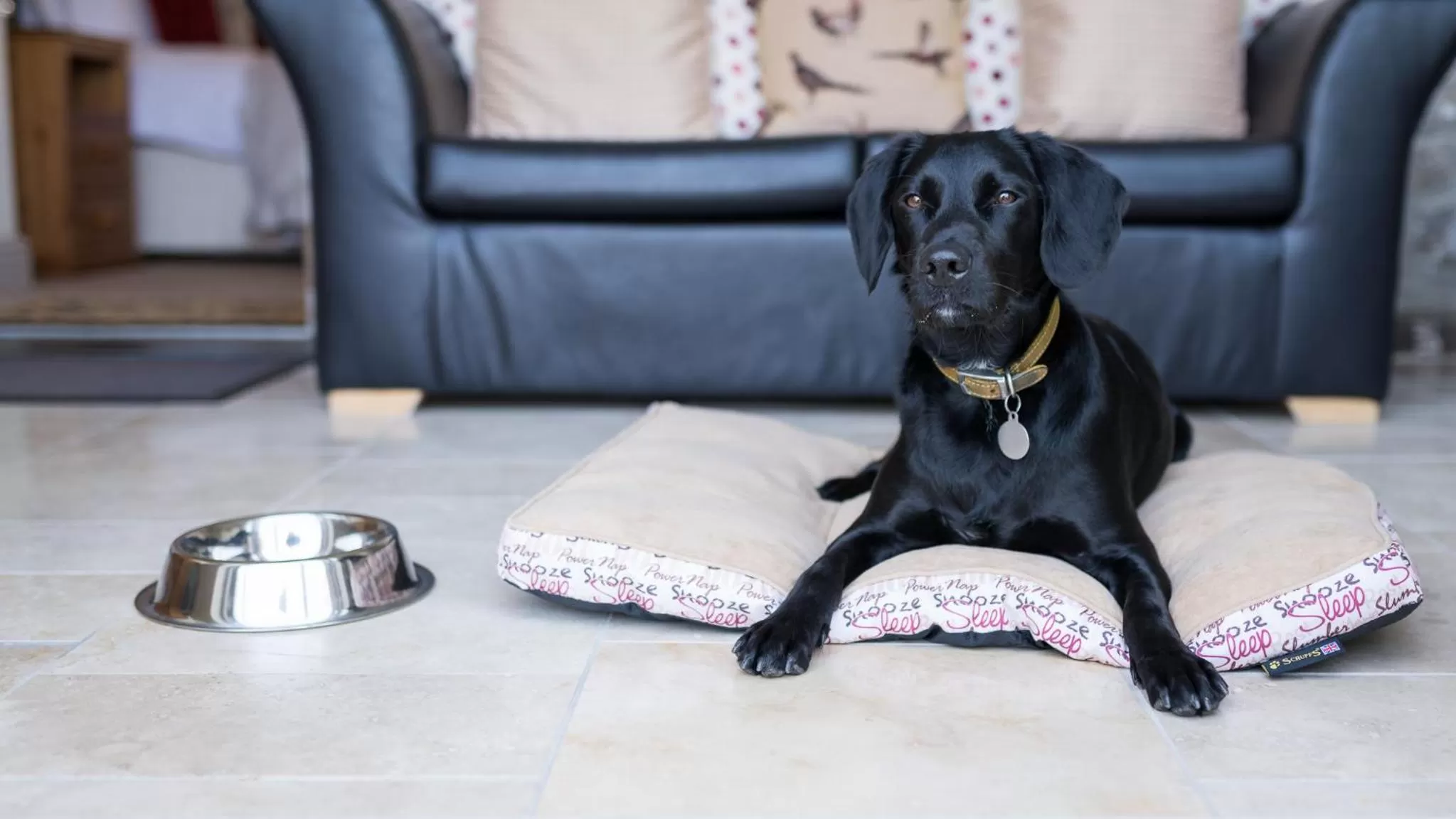 Pets in Canaston Oaks