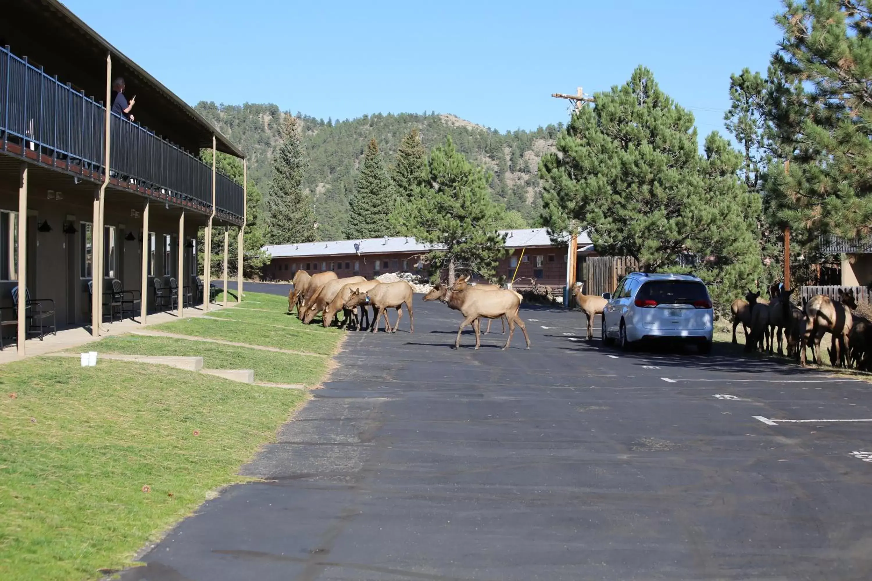 Animals in Quality Inn near Rocky Mountain National Park