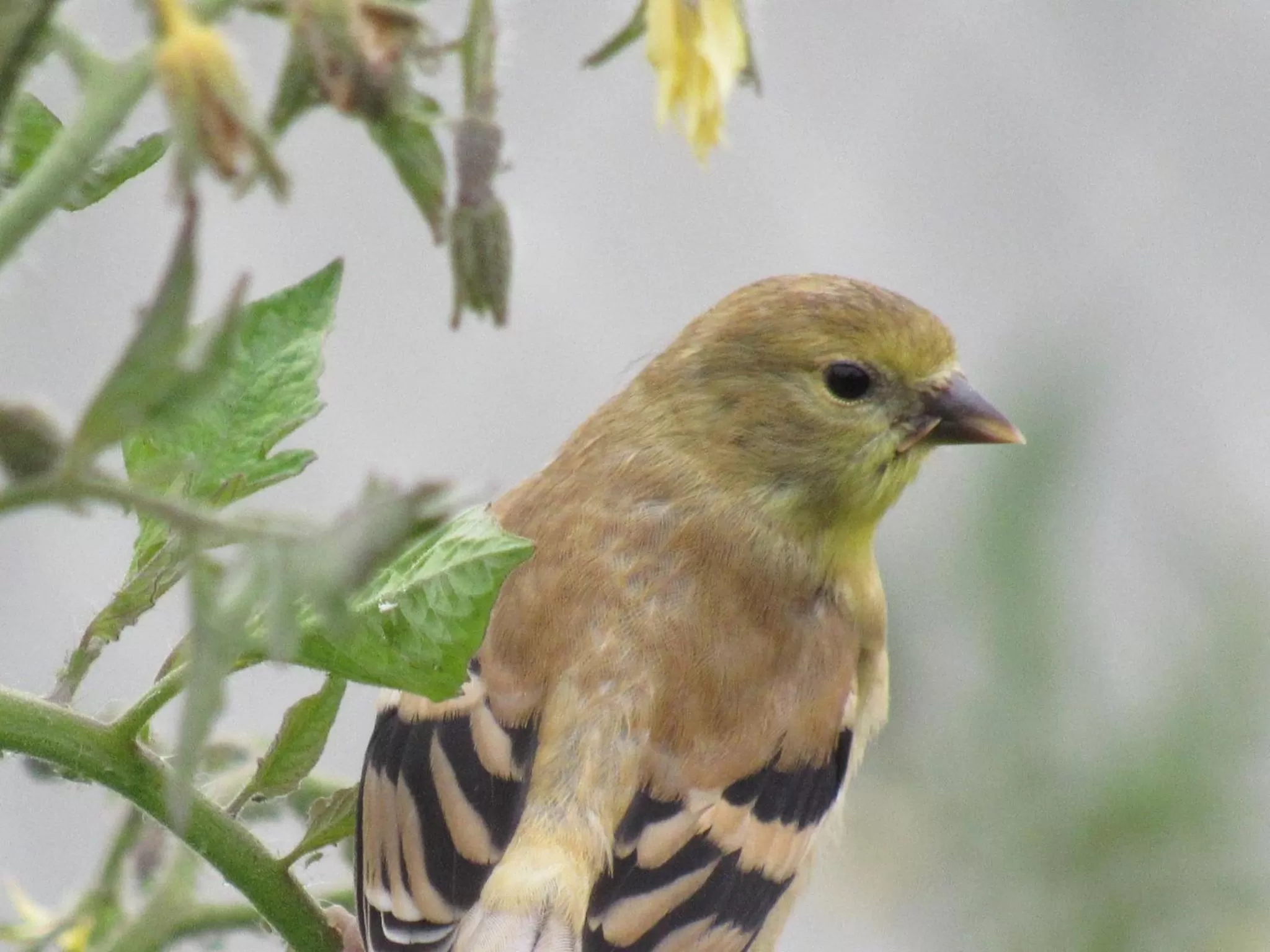 Animals in Walla Walla Garden Motel