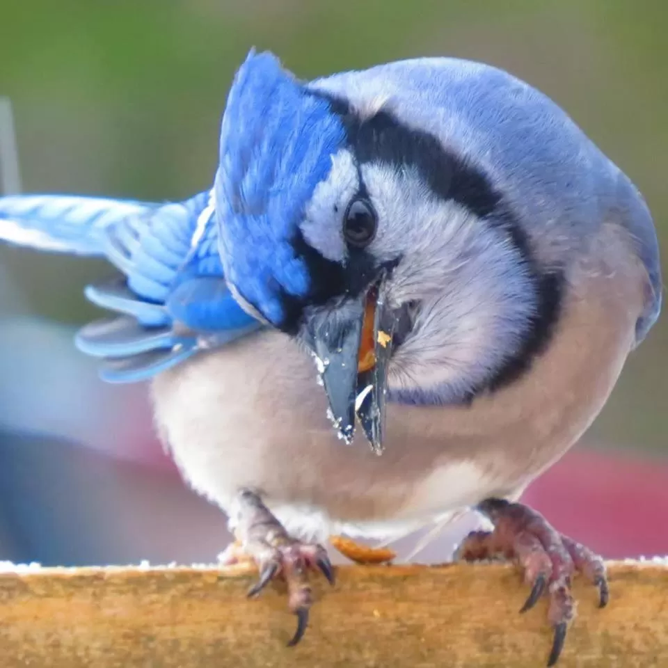 Other Animals in Le Gîte Ambrelane
