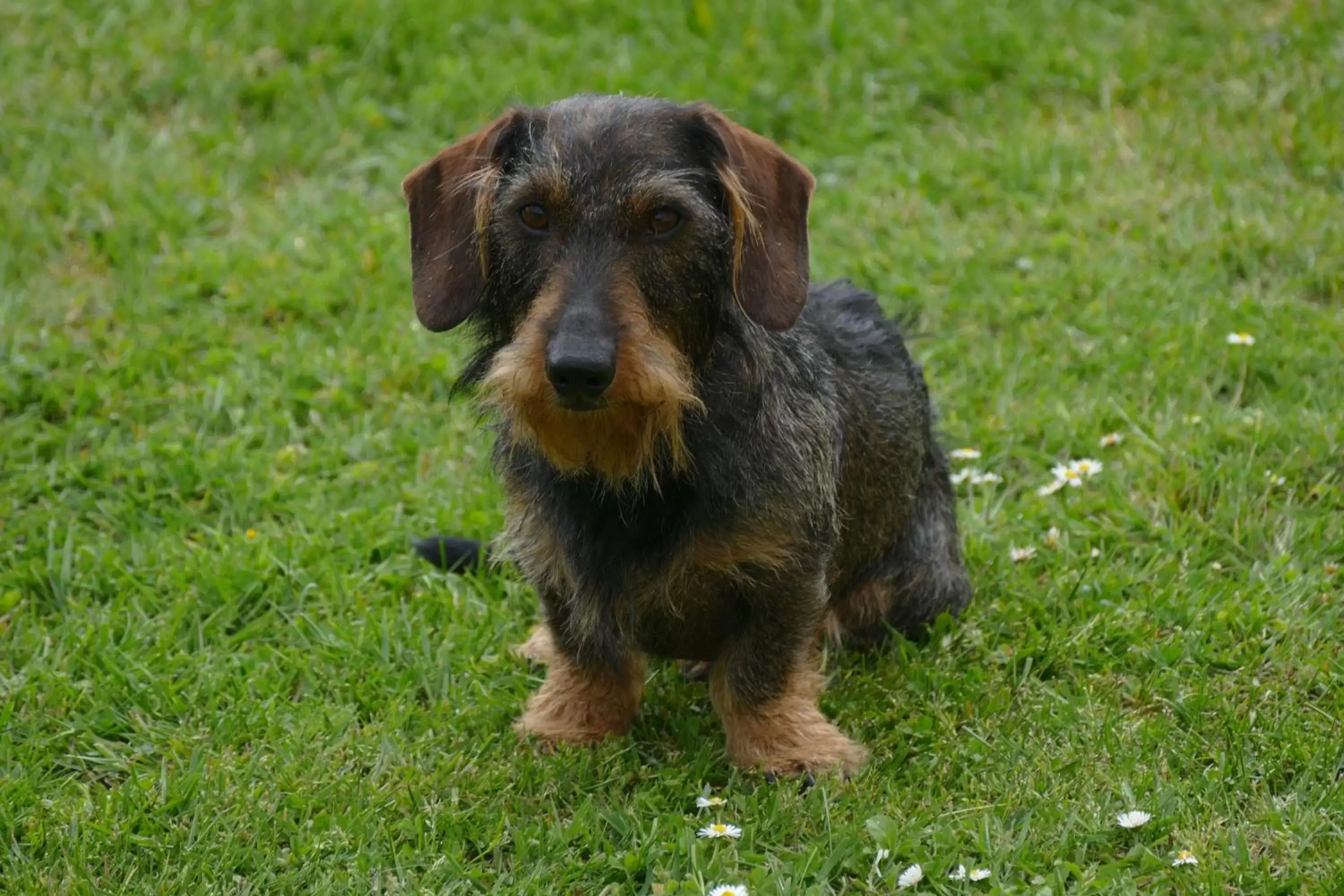 Pets in Le Clos des Perraudières