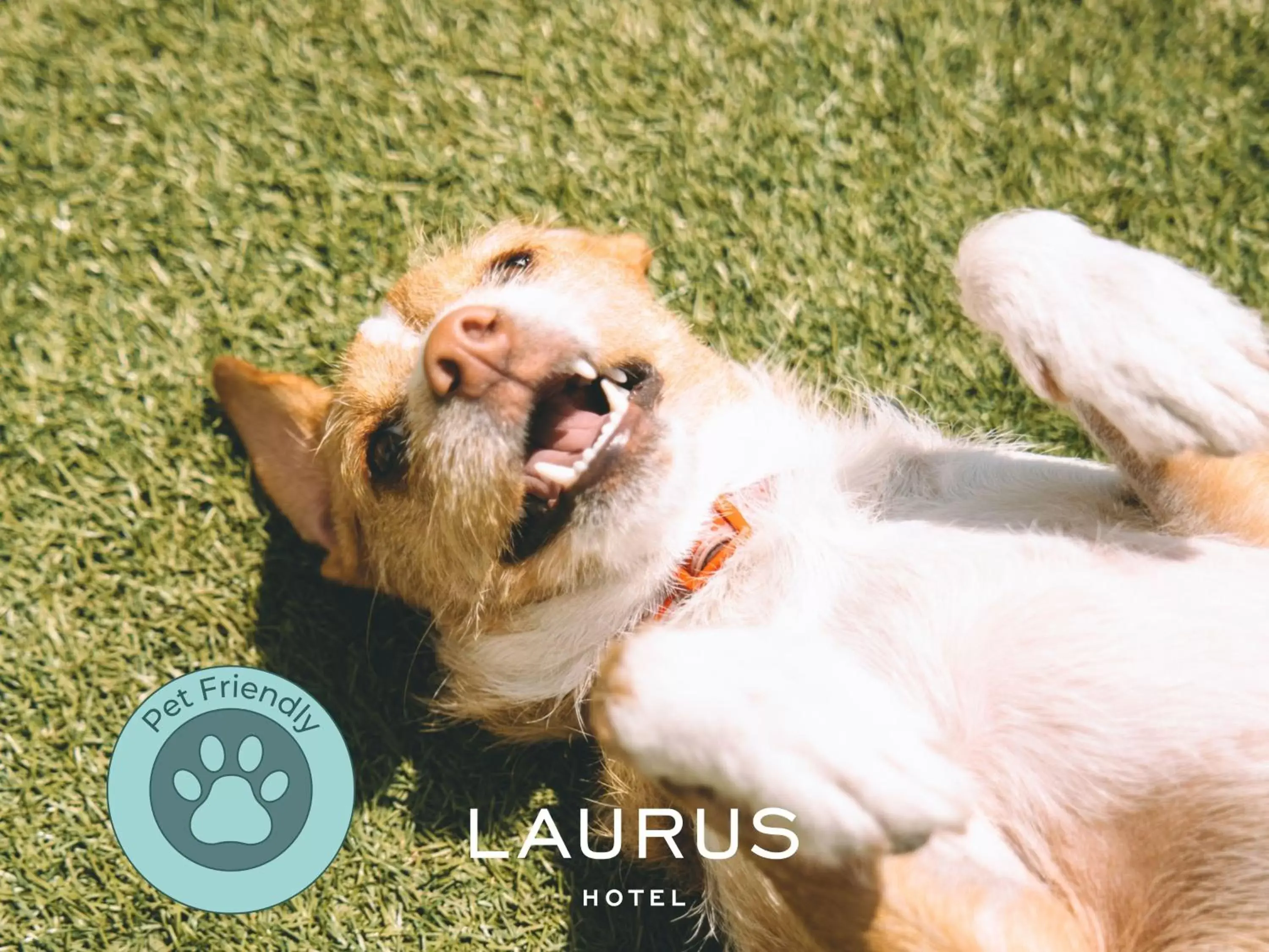 Animals, Pets in Laurus Hotel