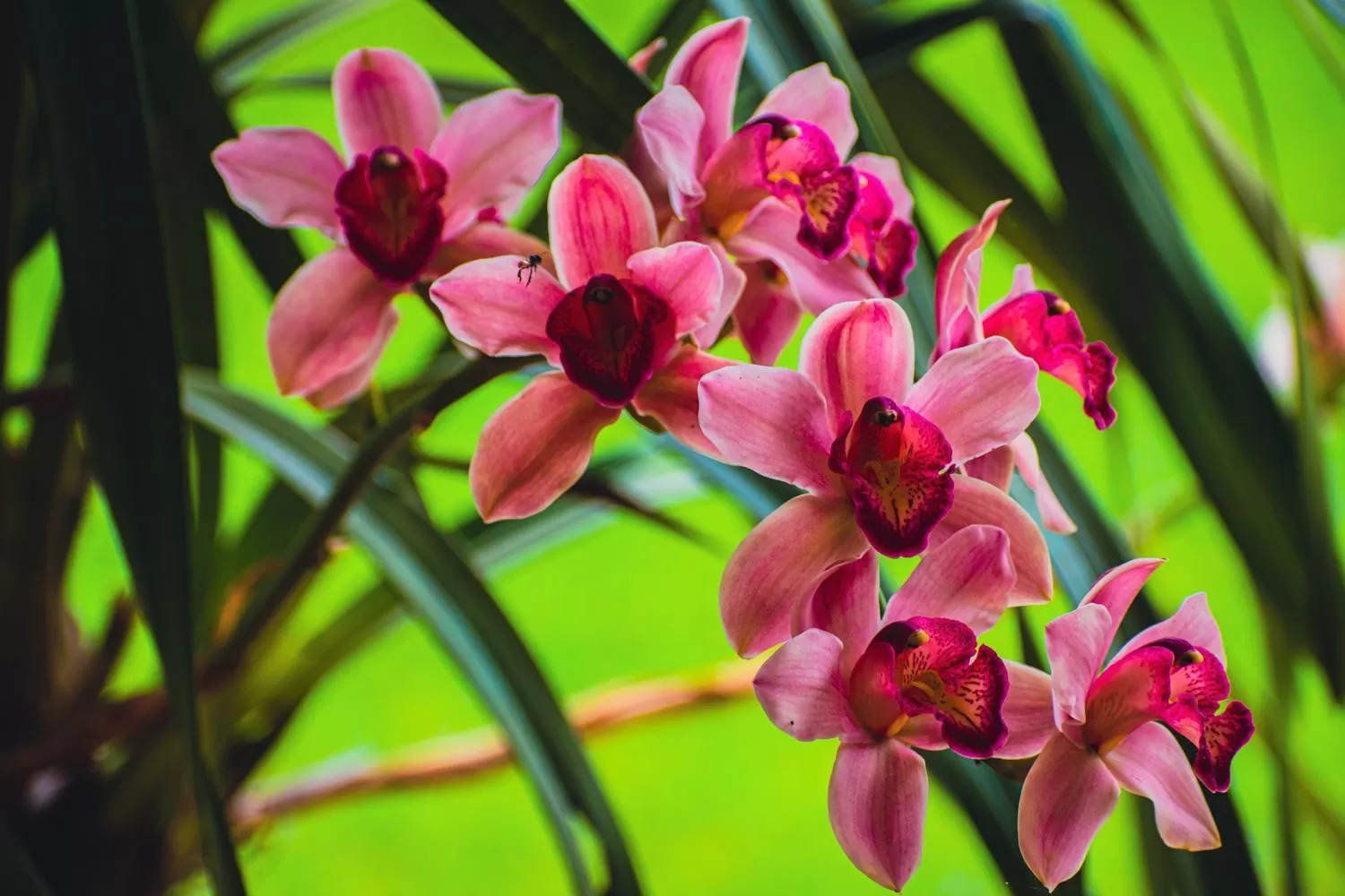 Garden in Villa Cristina - Casa Boutique