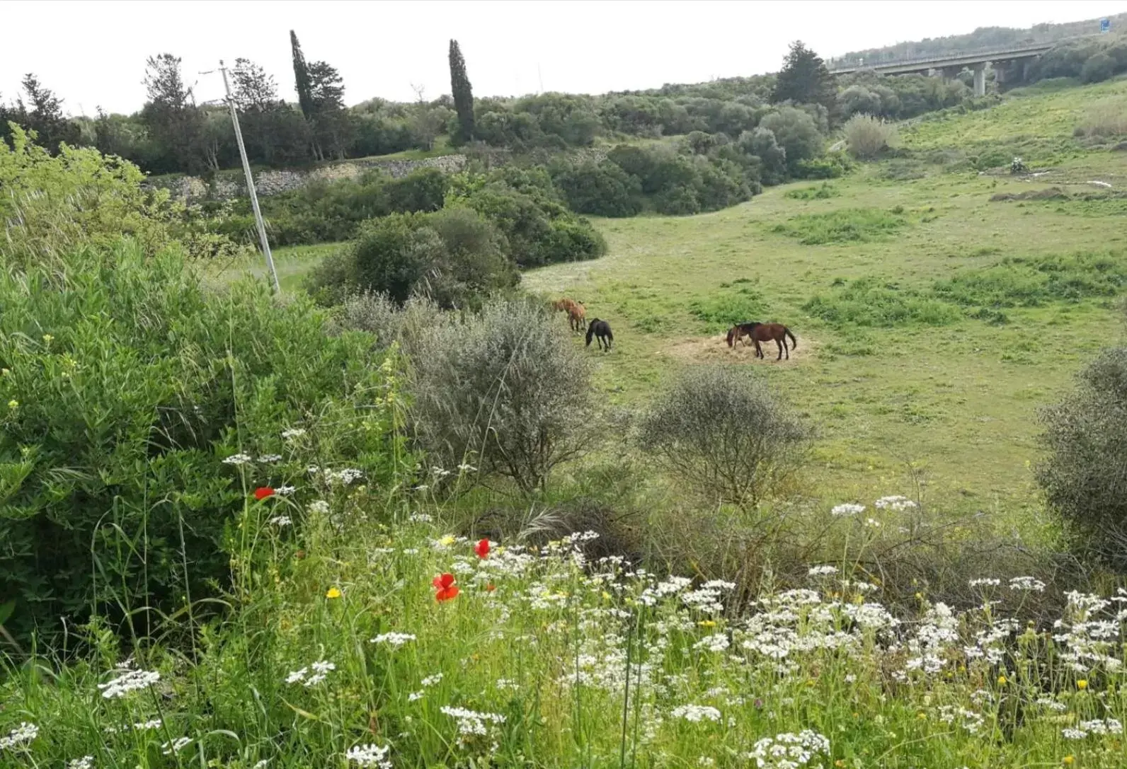 Natural landscape in Albero della musica