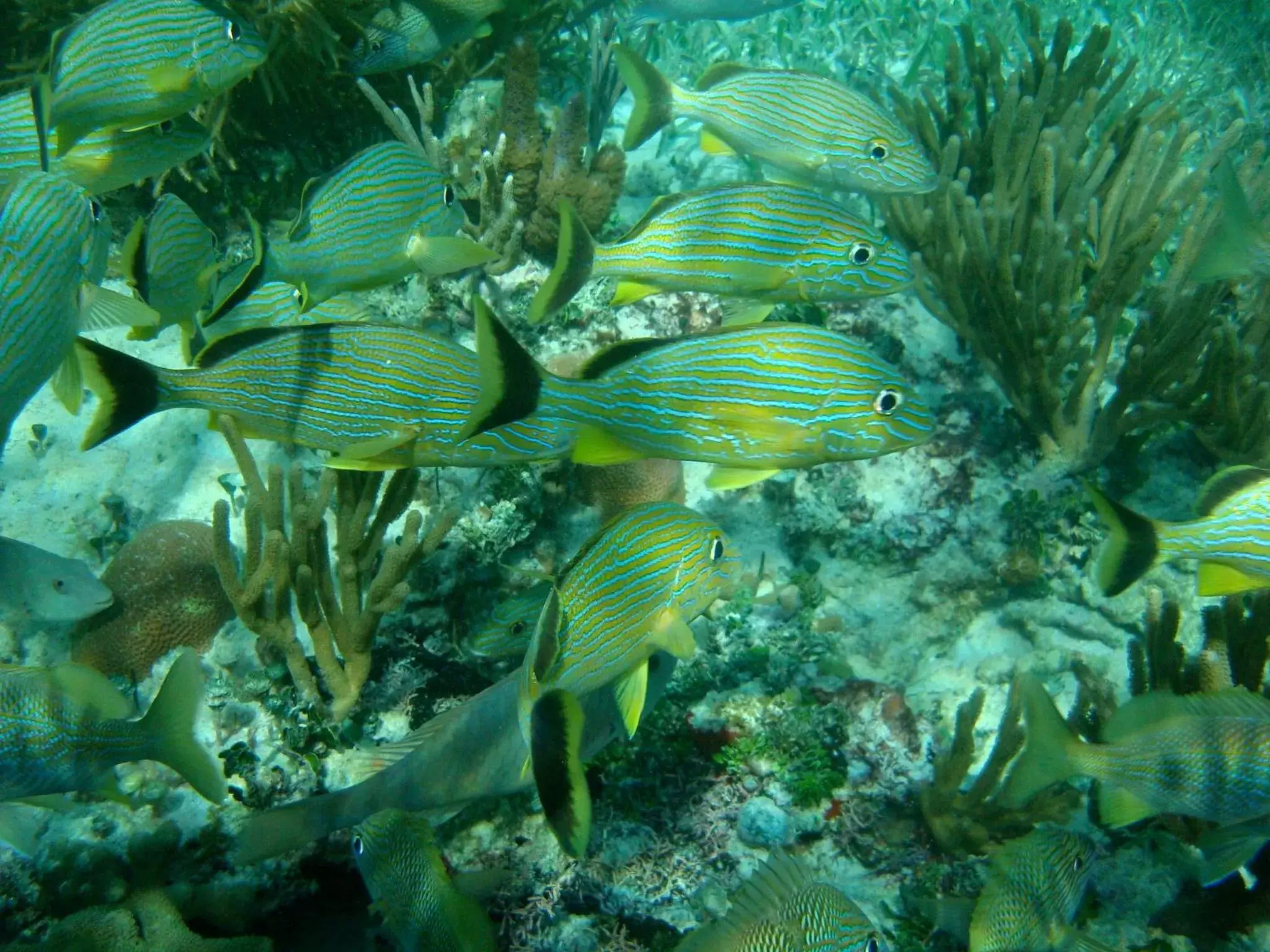 Snorkeling, Other Animals in Rancho Sakol