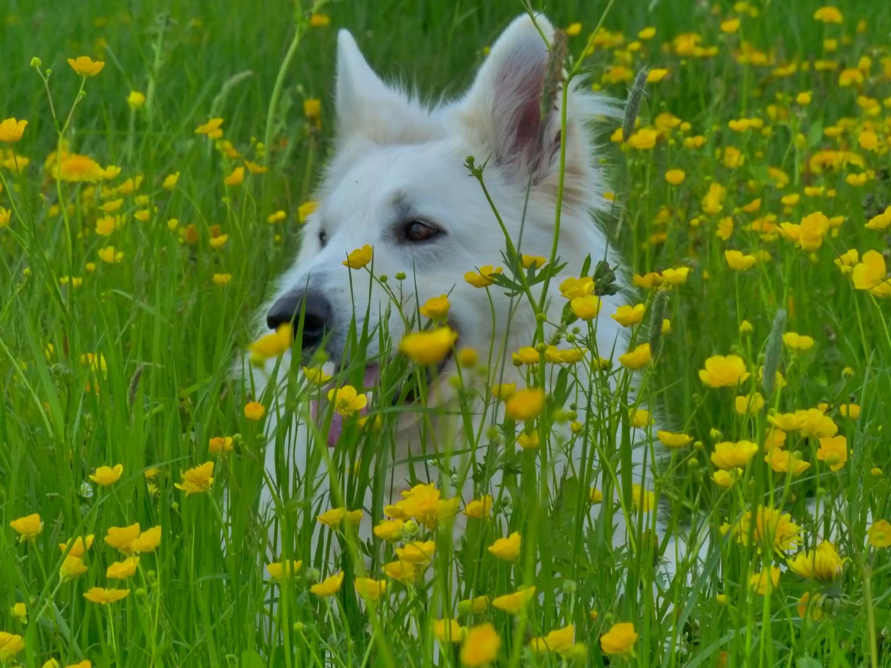 Pets in Ringhotel Gasthof Hasen