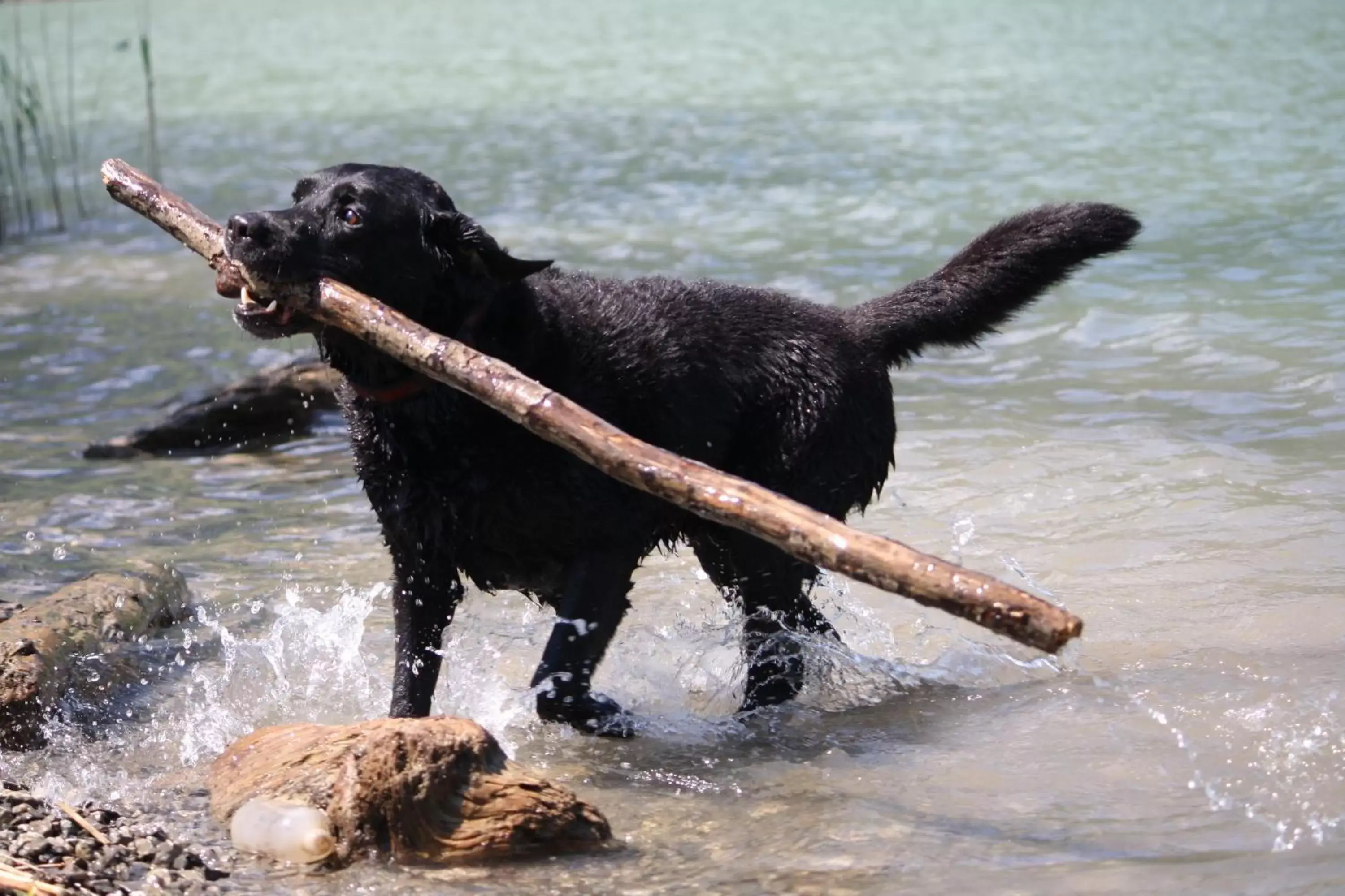 Pets, Other Animals in Hotel Engelberg "das Trail Hotel"