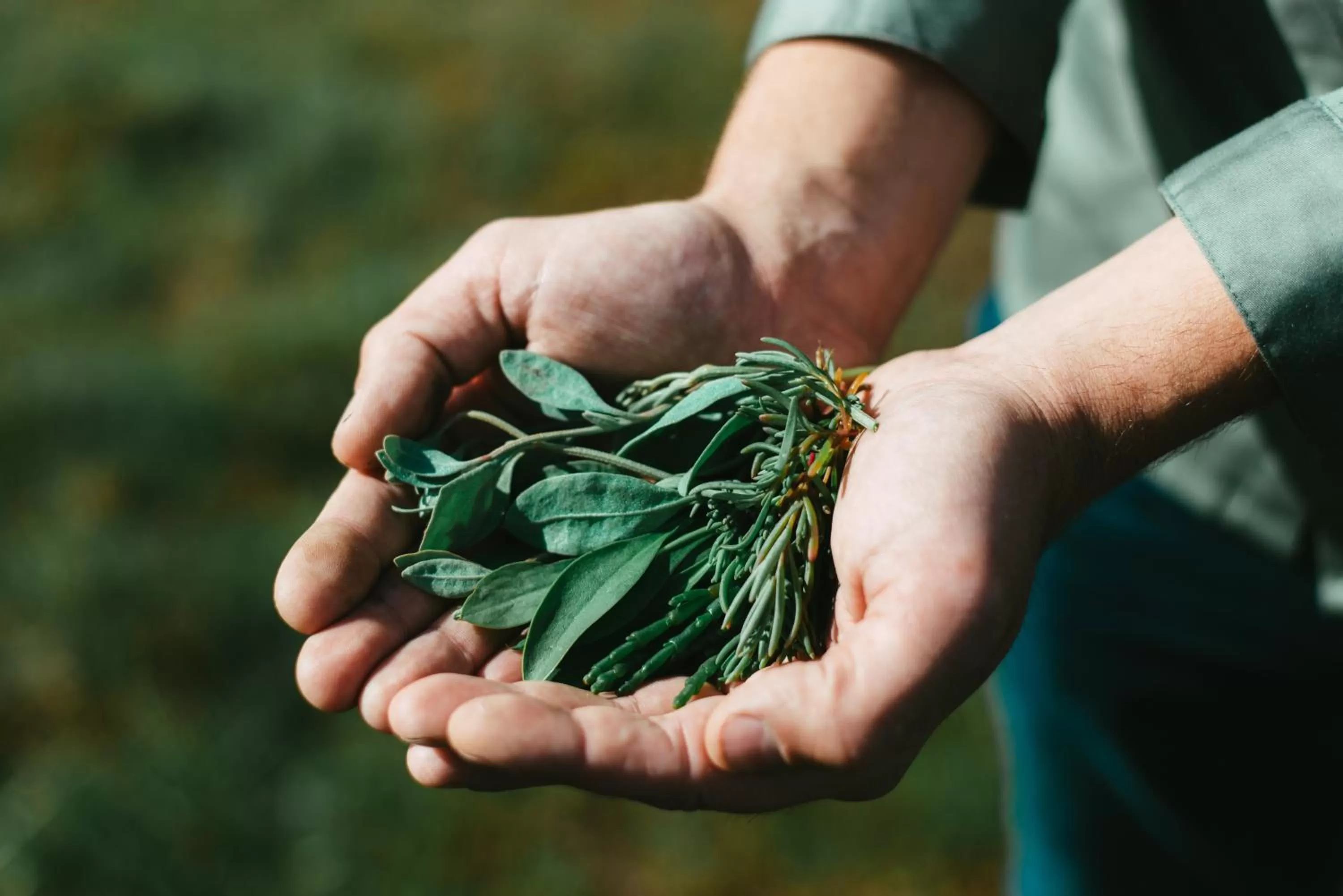 Food close-up in Hotel Nap