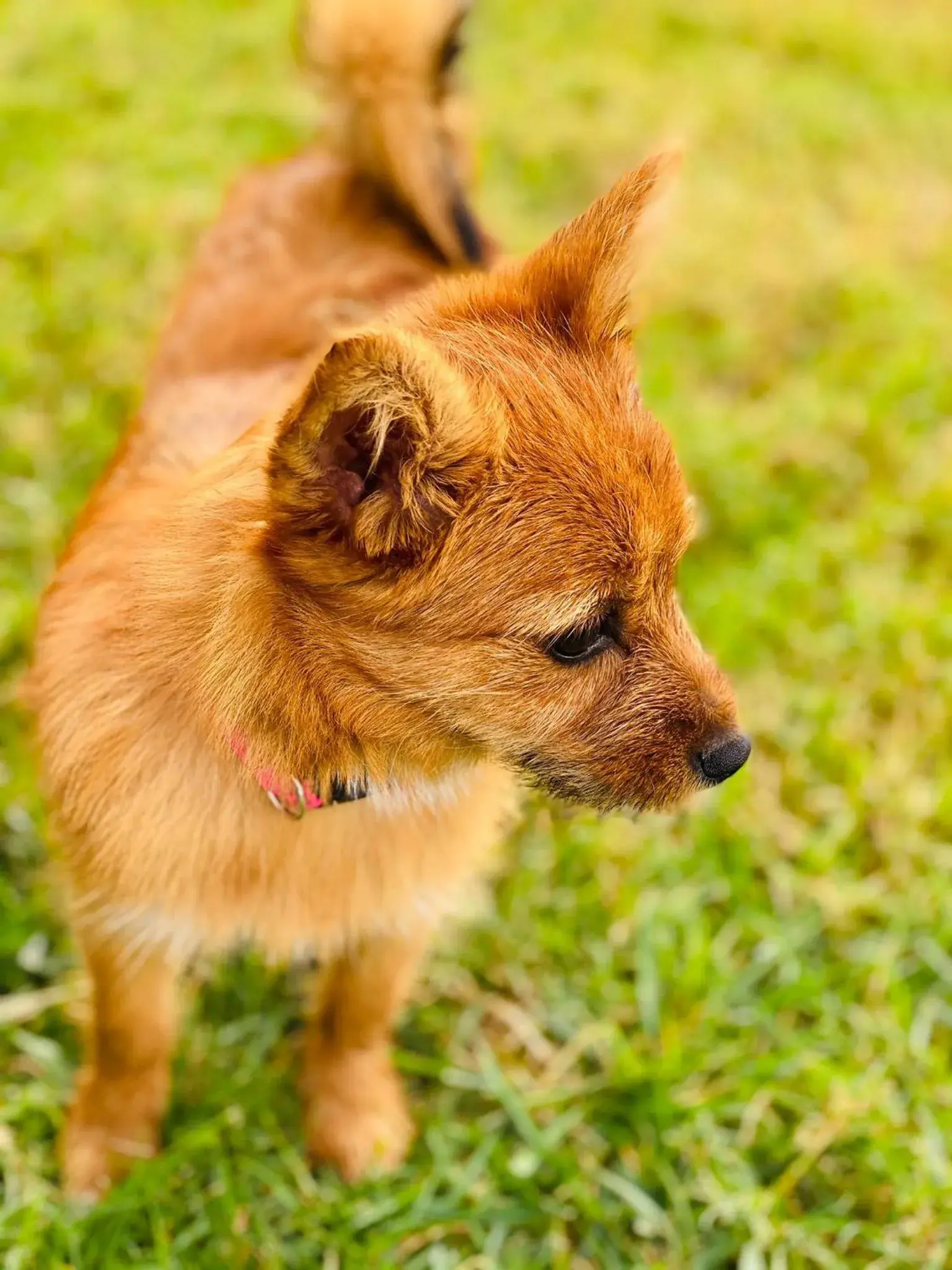 Animals, Pets in Hotel Baco