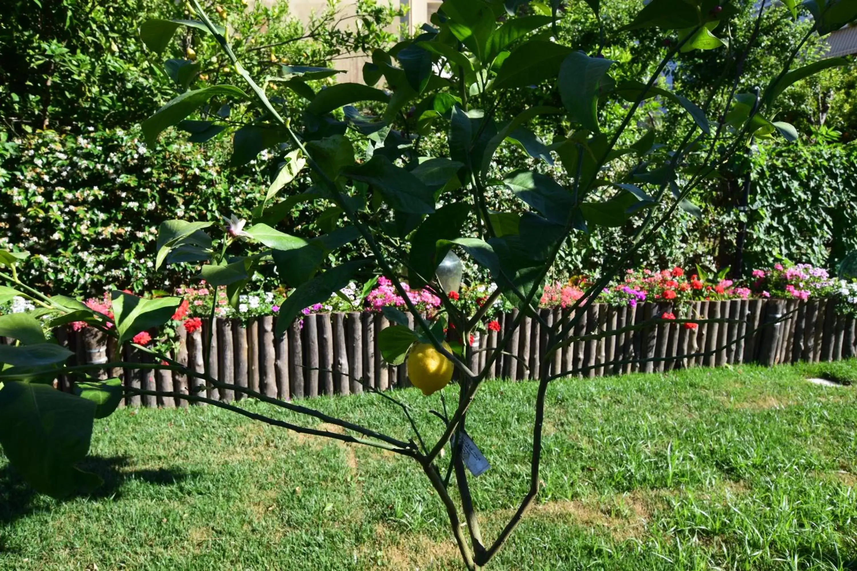 Day, Garden in Giardino Sorrentino