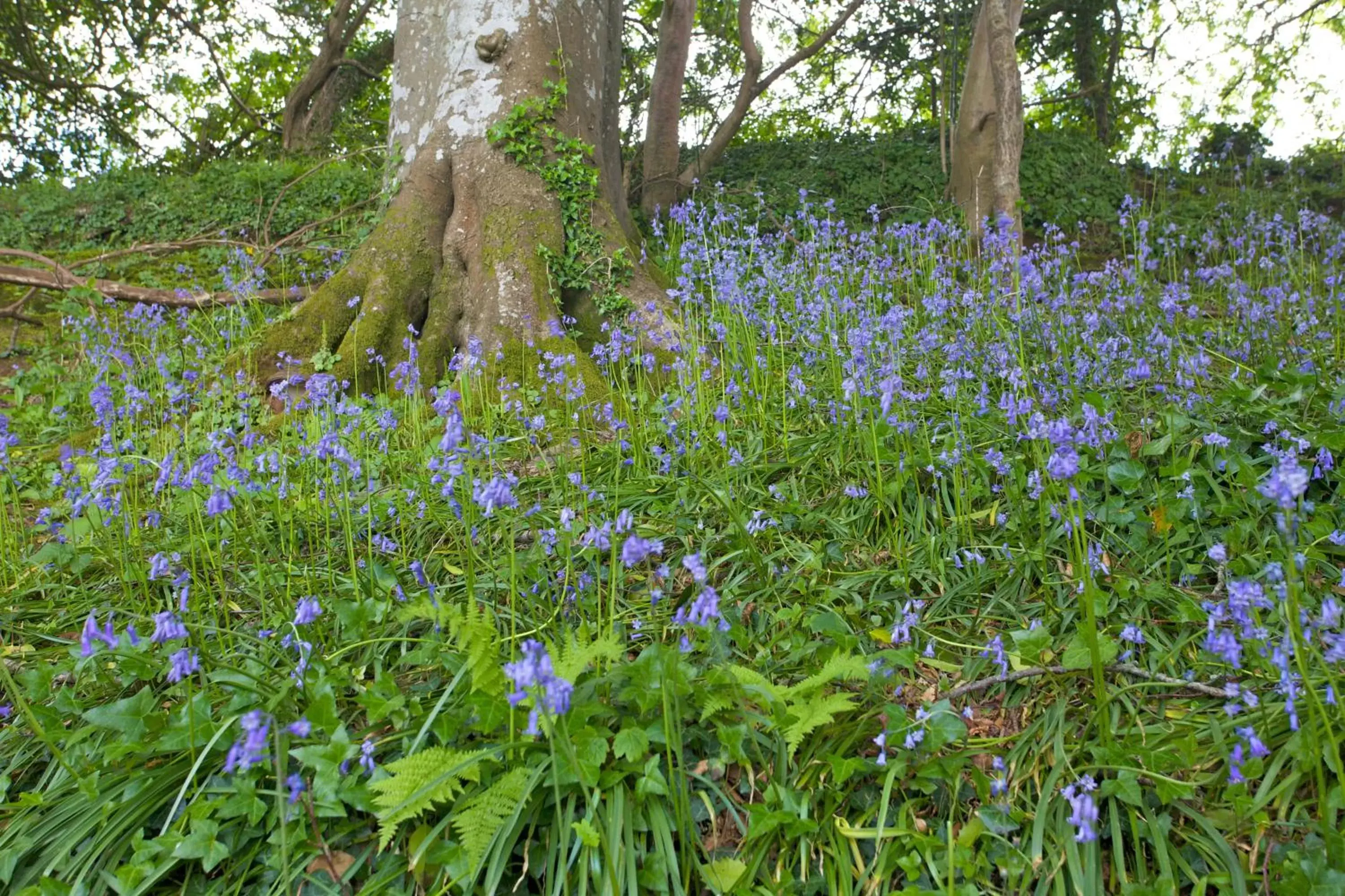 Garden in The Cornwall Hotel Spa & Lodges