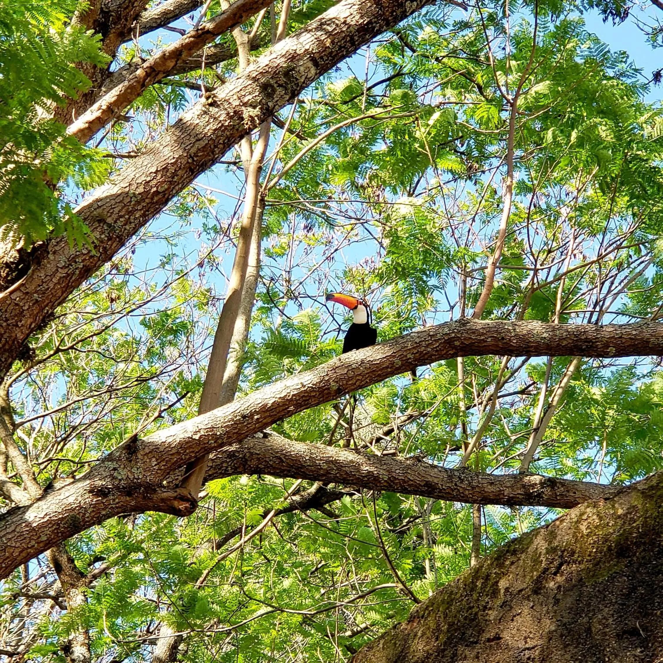 Animals, Other Animals in Pousada Solar da Montanha