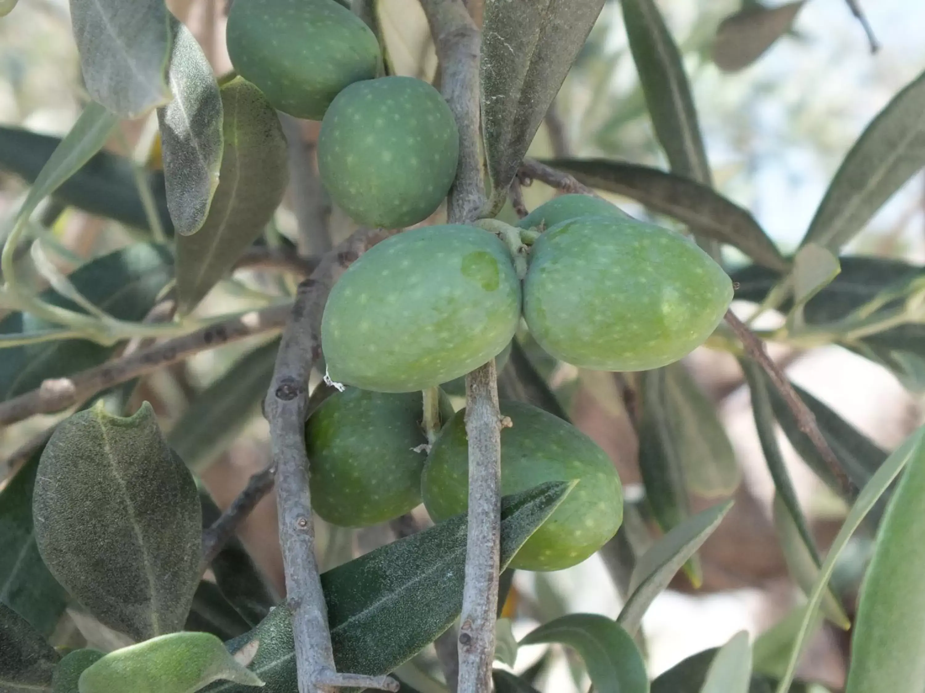 Garden, Food in B&B SiciliAntica