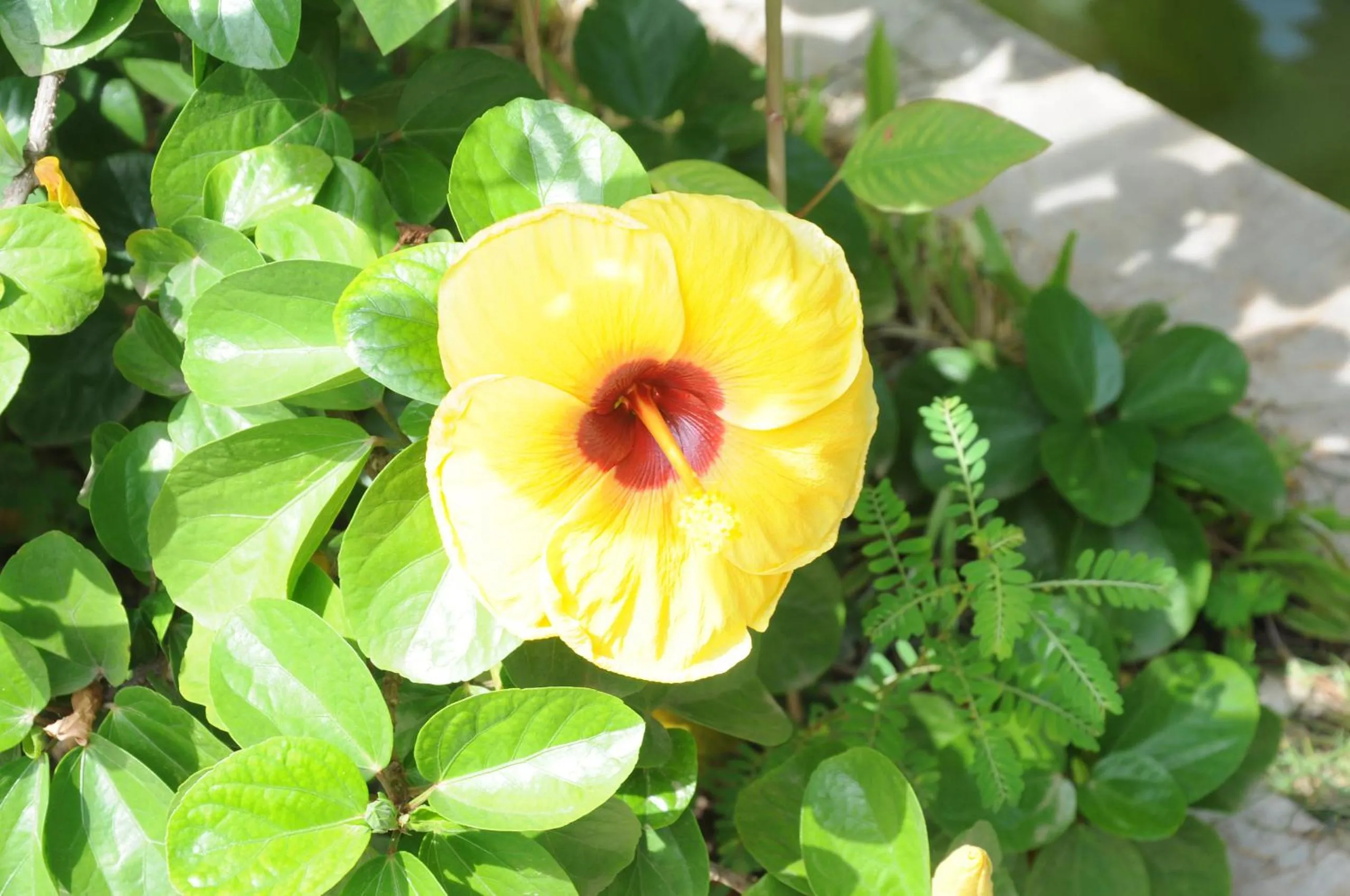 Garden in JK Resident