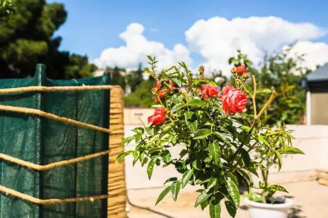 Balcony/Terrace in Shatell