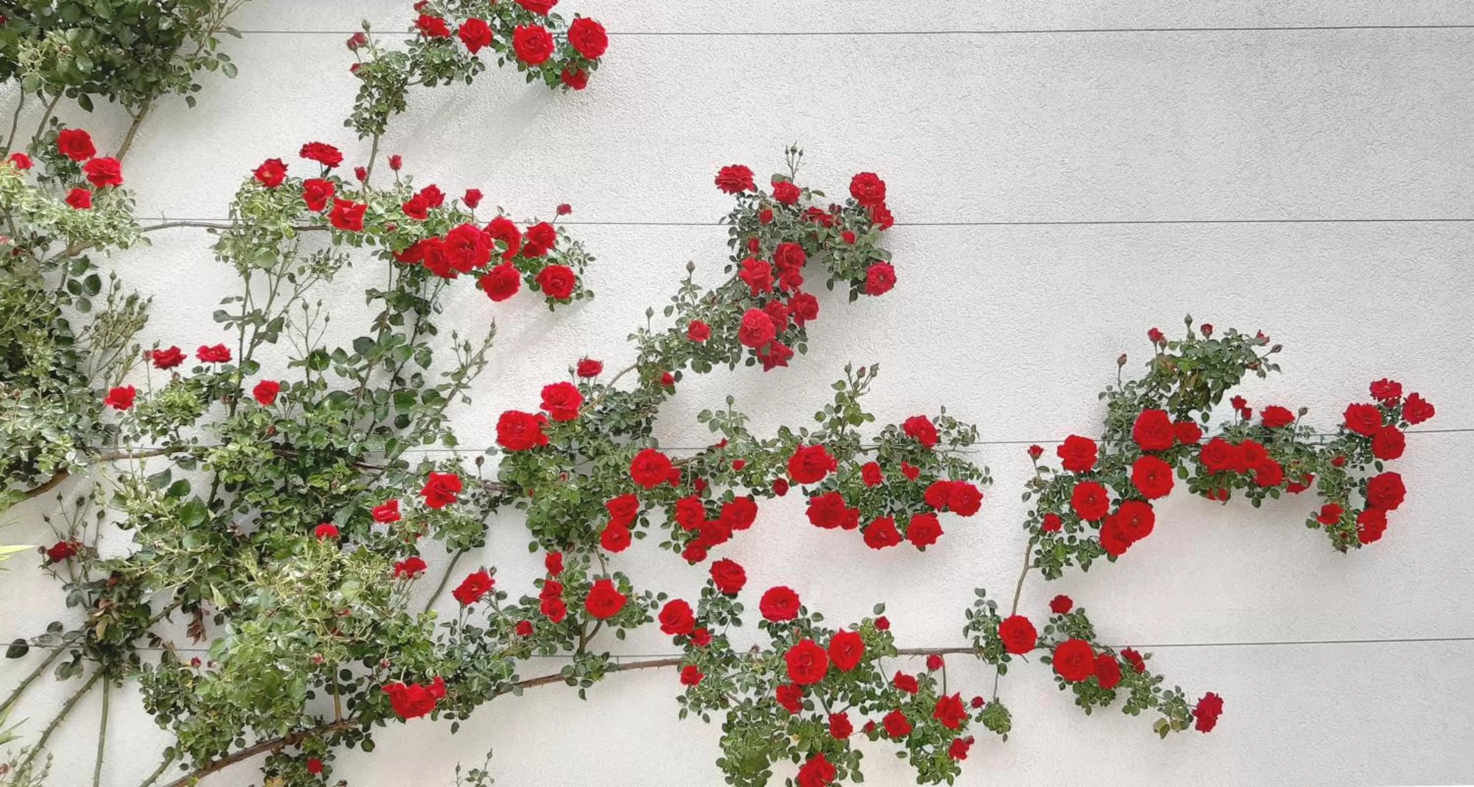 Garden in Hotel Gracanica