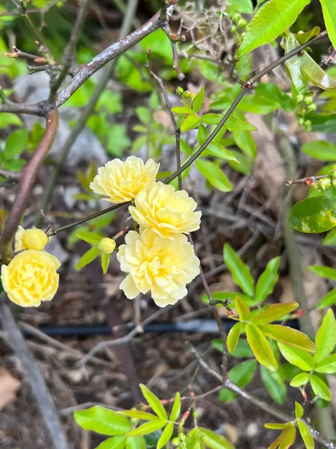 Spring in les petites terrasses