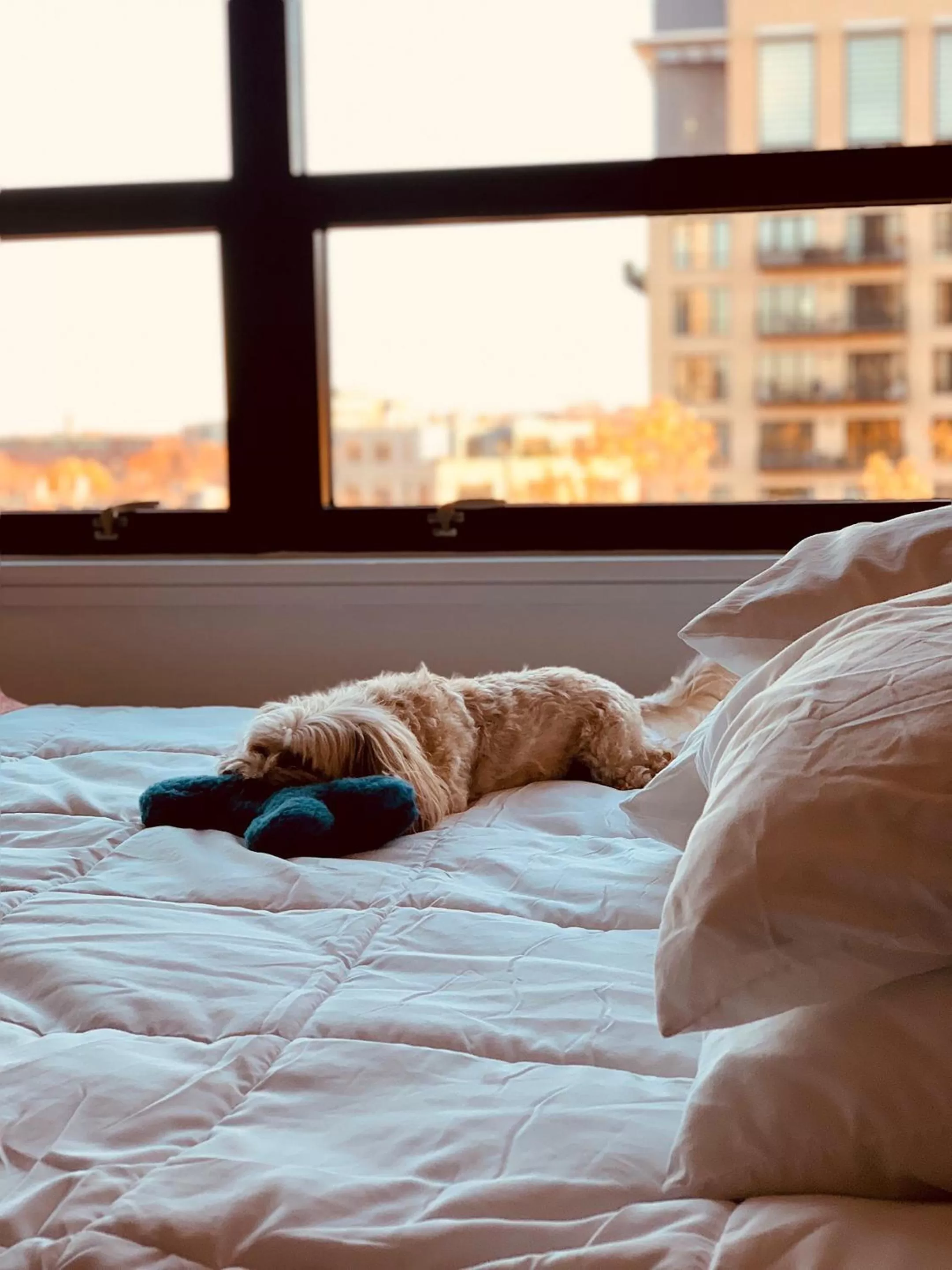 Pets, Bed in The Revolution Hotel