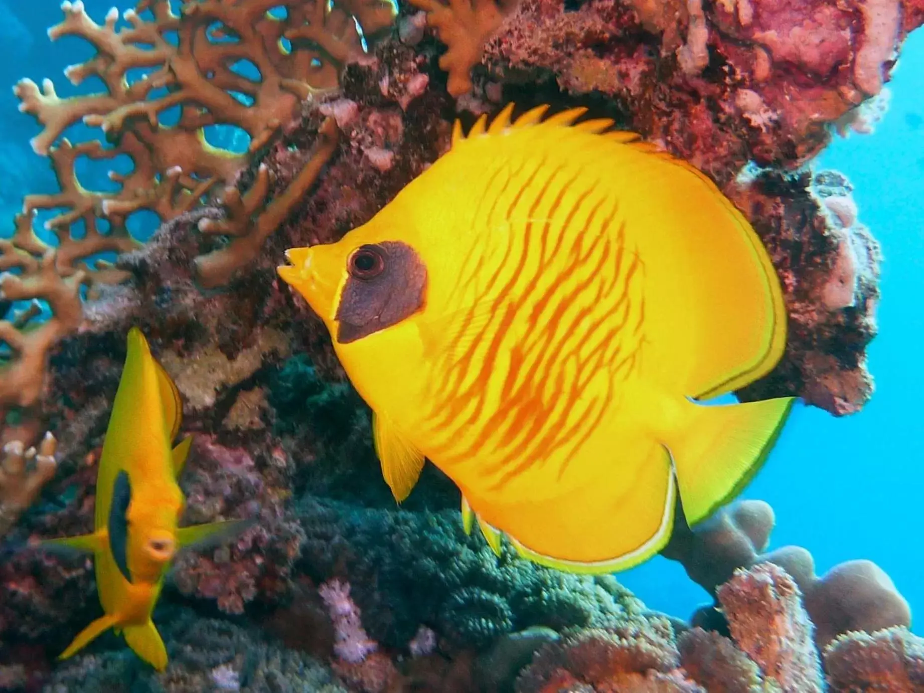 Snorkeling in Coral Sun Beach