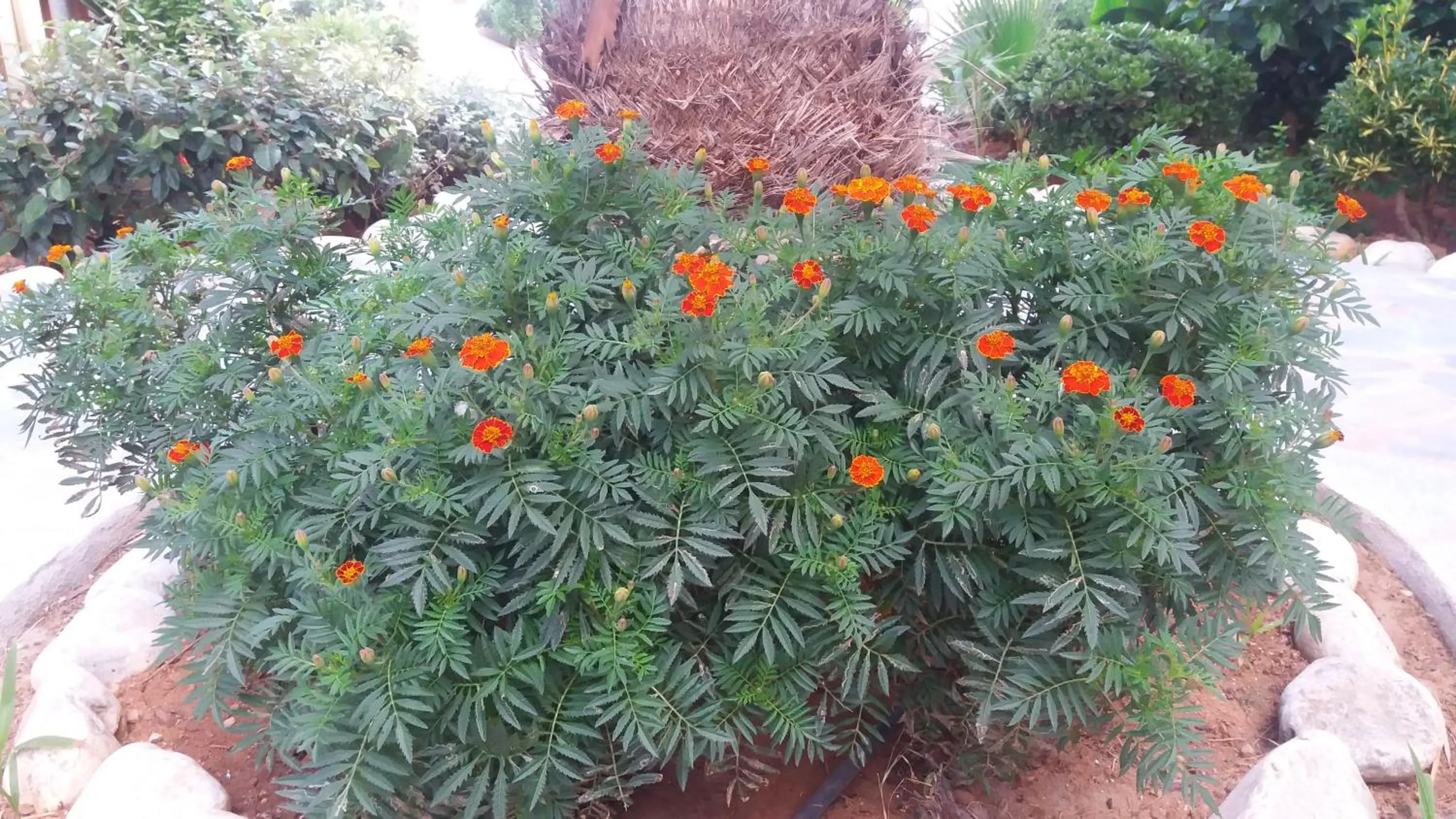 Garden in Ilian Beach & Apartments