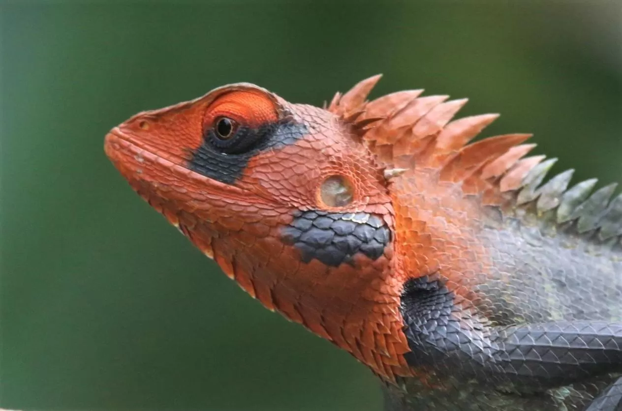 Animals in The Spice House Mirissa