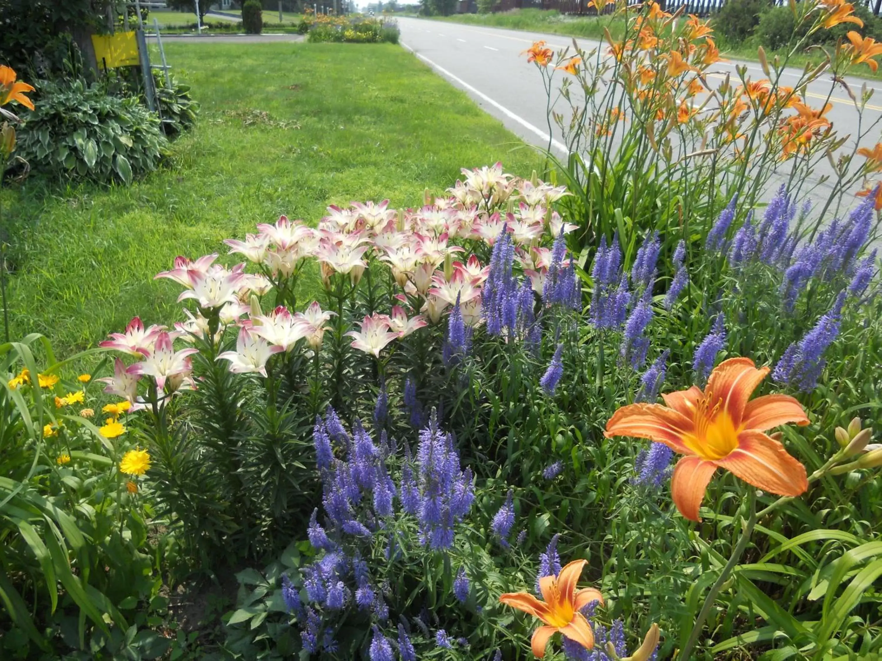 Summer, Garden in Motel Normandie