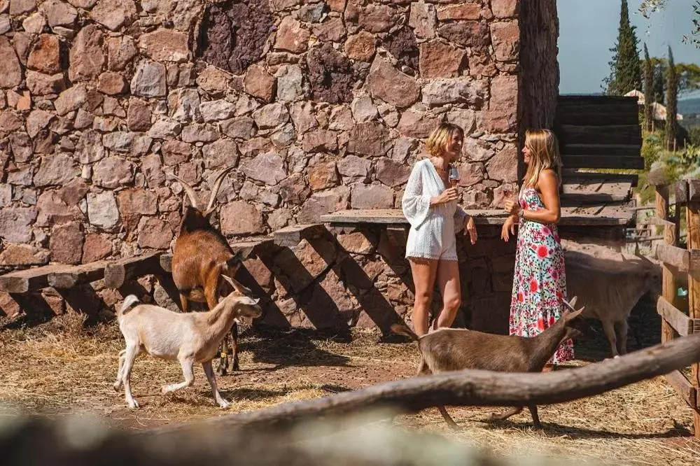 Other Animals in Château Saint Roux Le Luc-Le Cannet des Maures