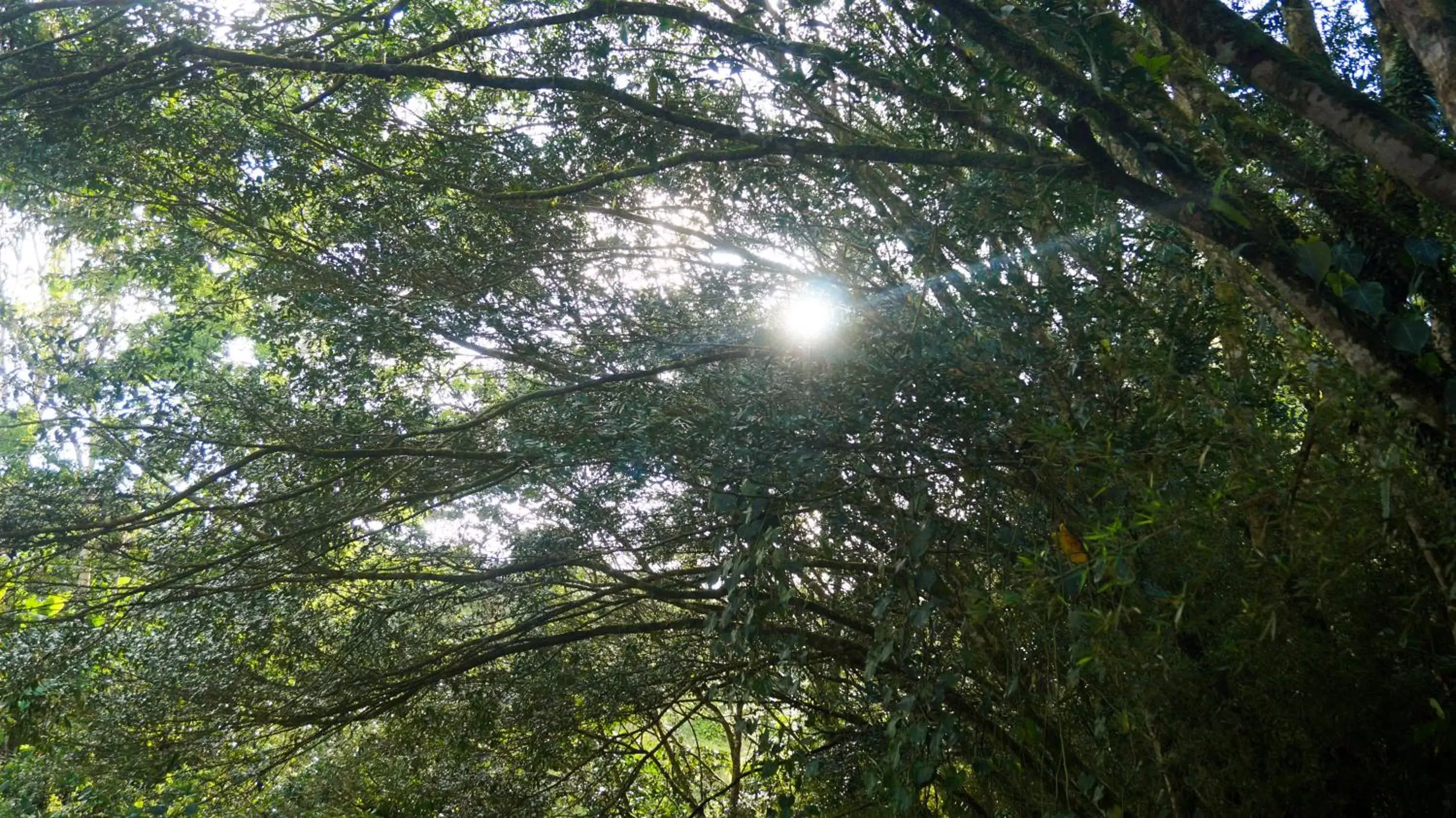 Garden in Hospedaje La Naciente