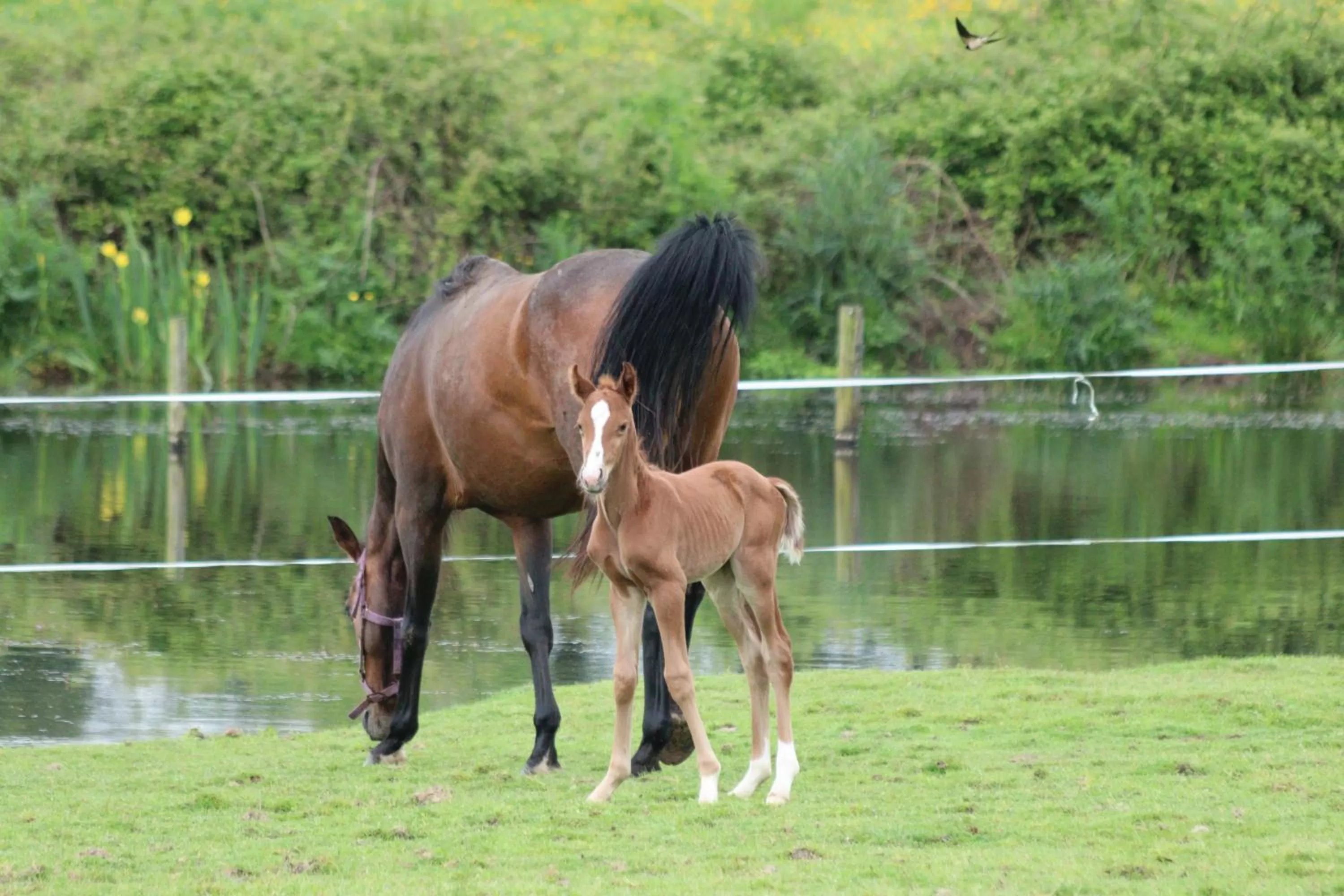 Natural landscape in La Petite Bérais