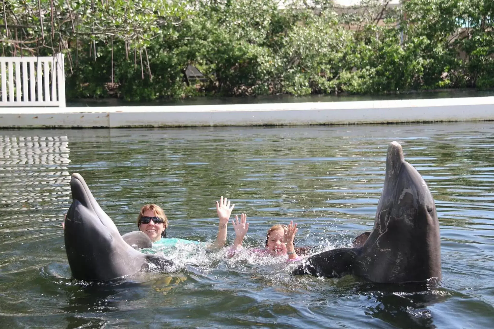 Activities, Other Animals in Bayside Inn Key Largo