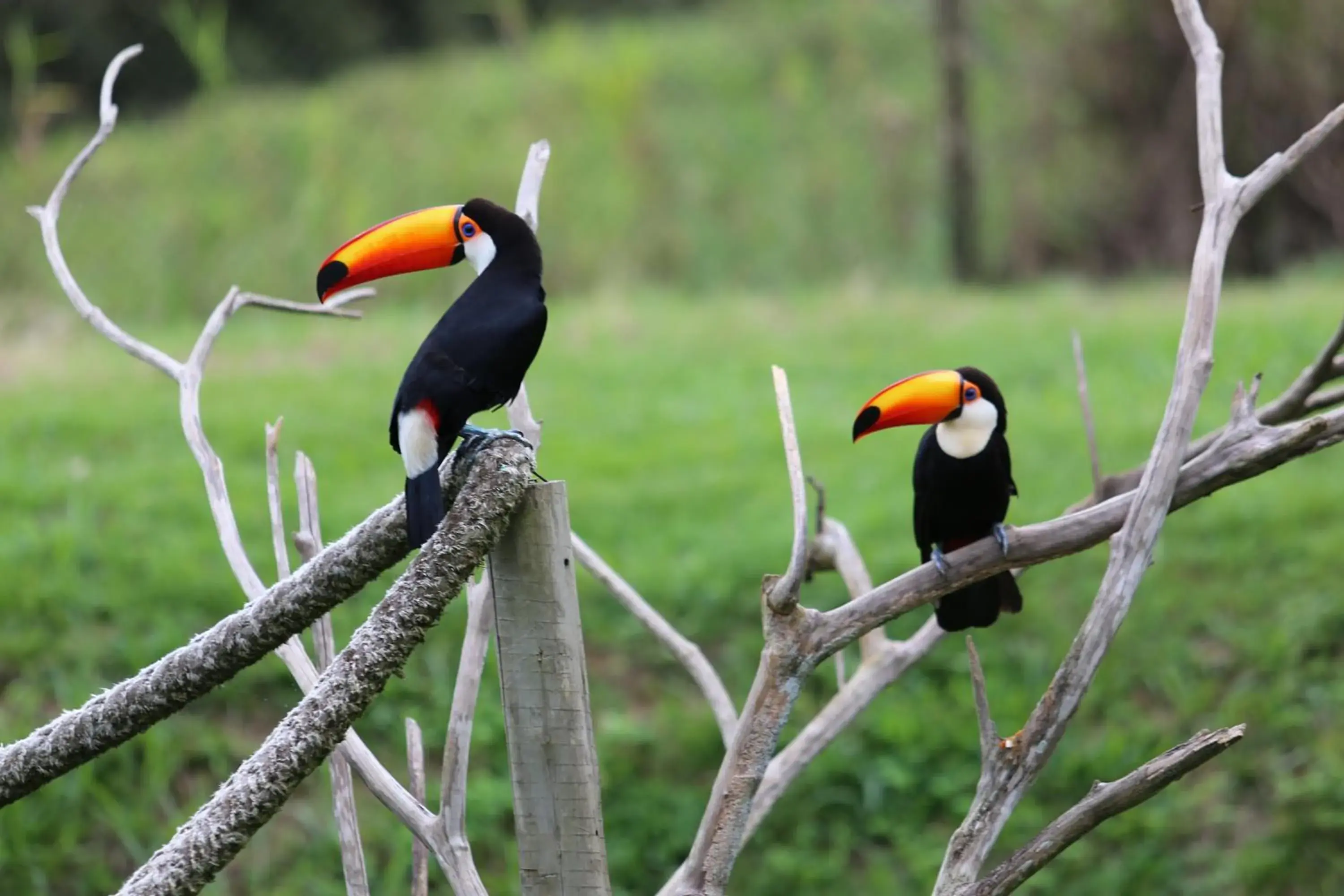 Animals, Other Animals in Hotel Portobello Resort & Safari