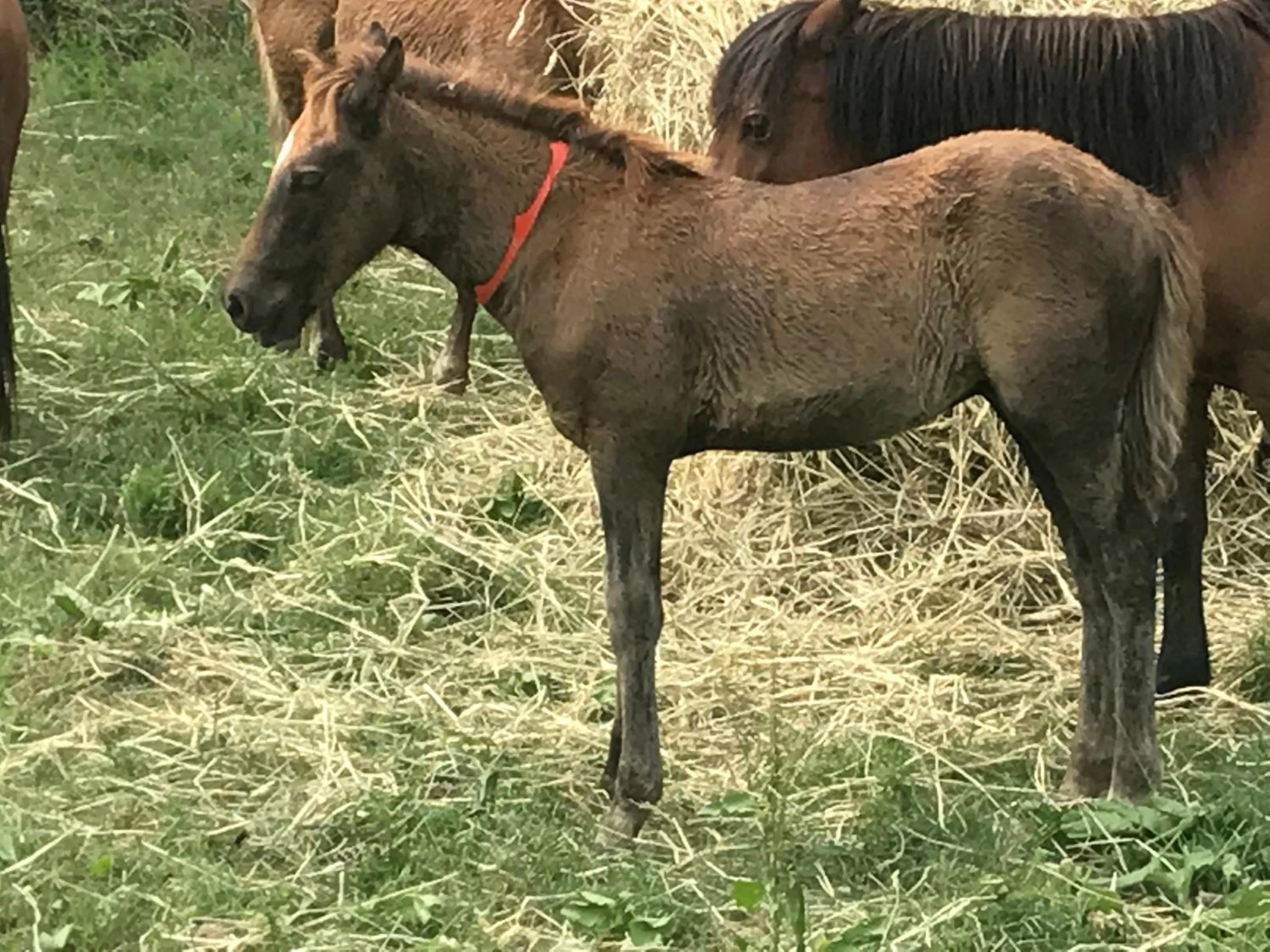 Animals in Chincoteague Inn