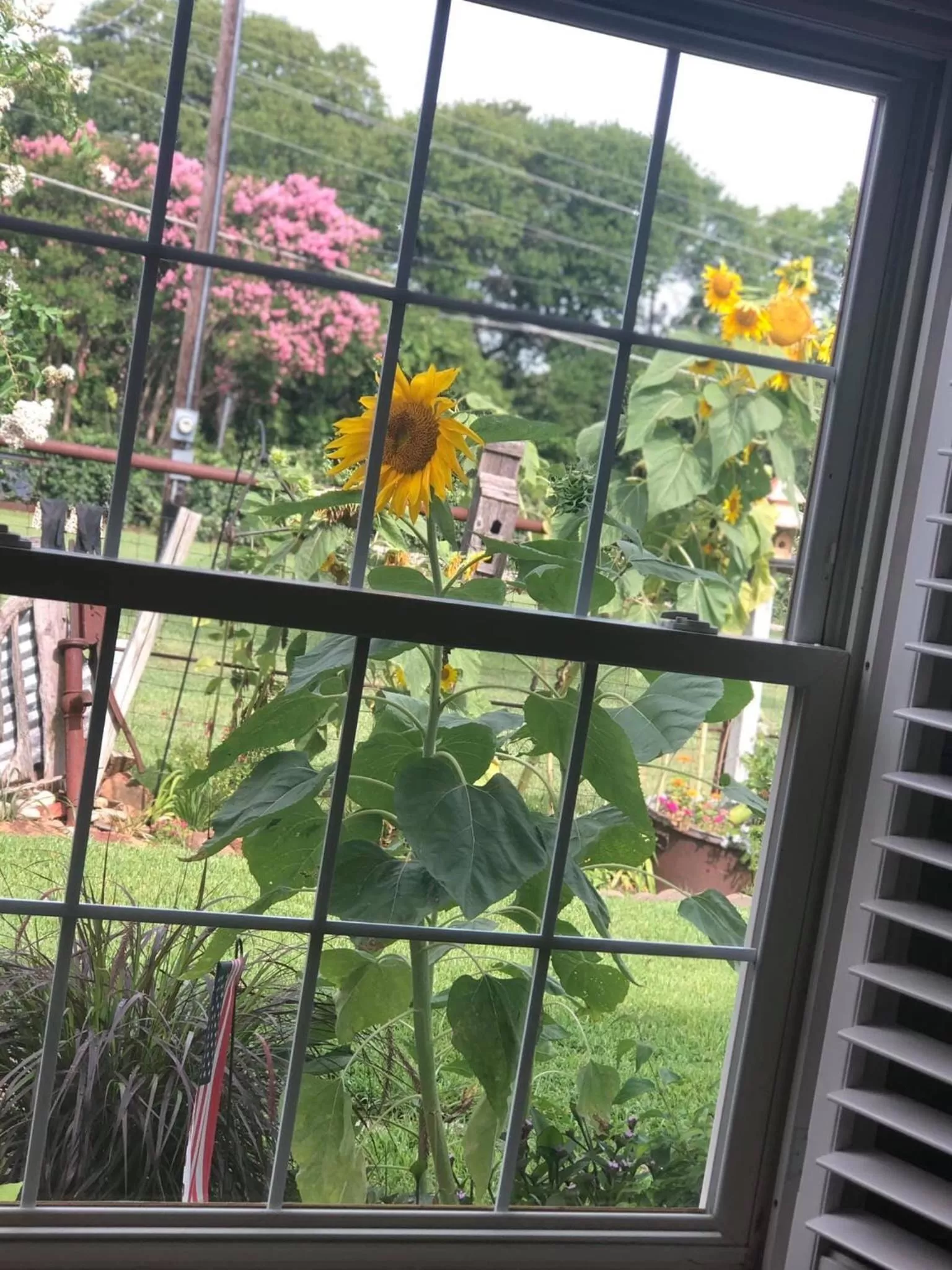 Garden view in The Old Liberty Schoolhouse