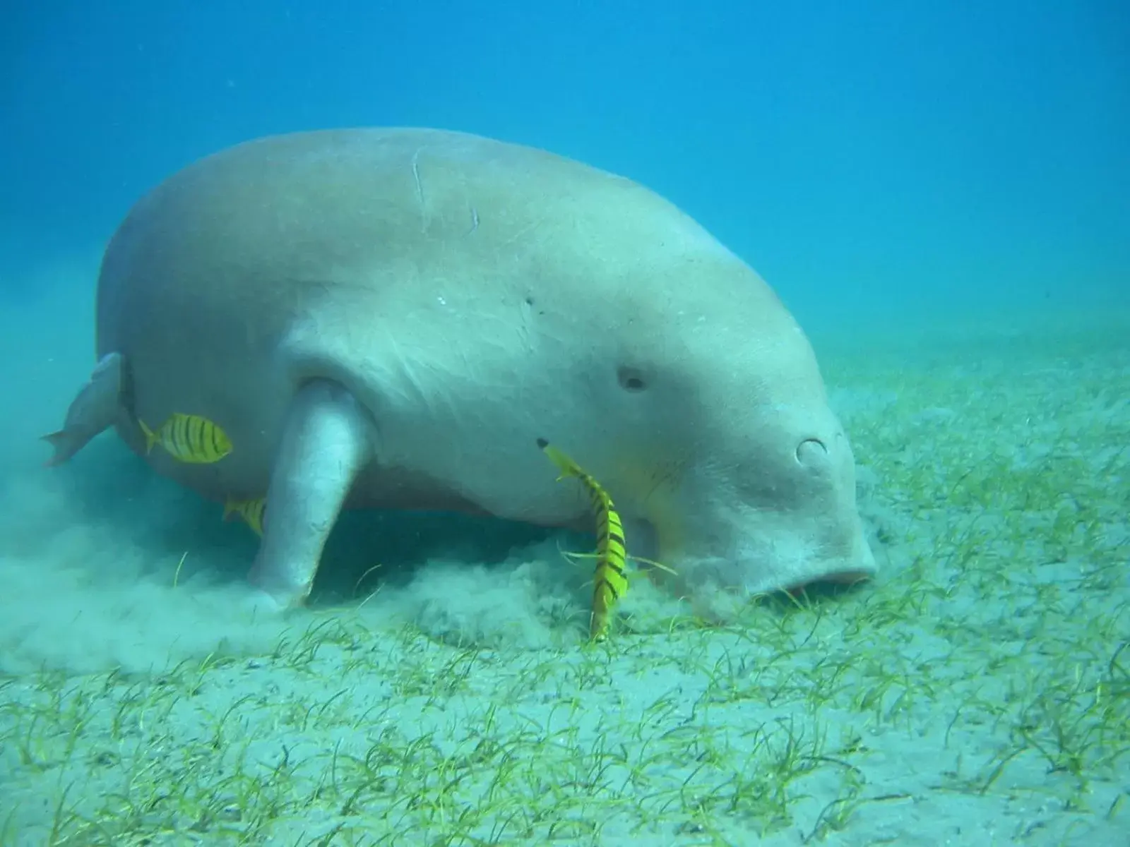 Snorkeling, Other Animals in Coral Sun Beach