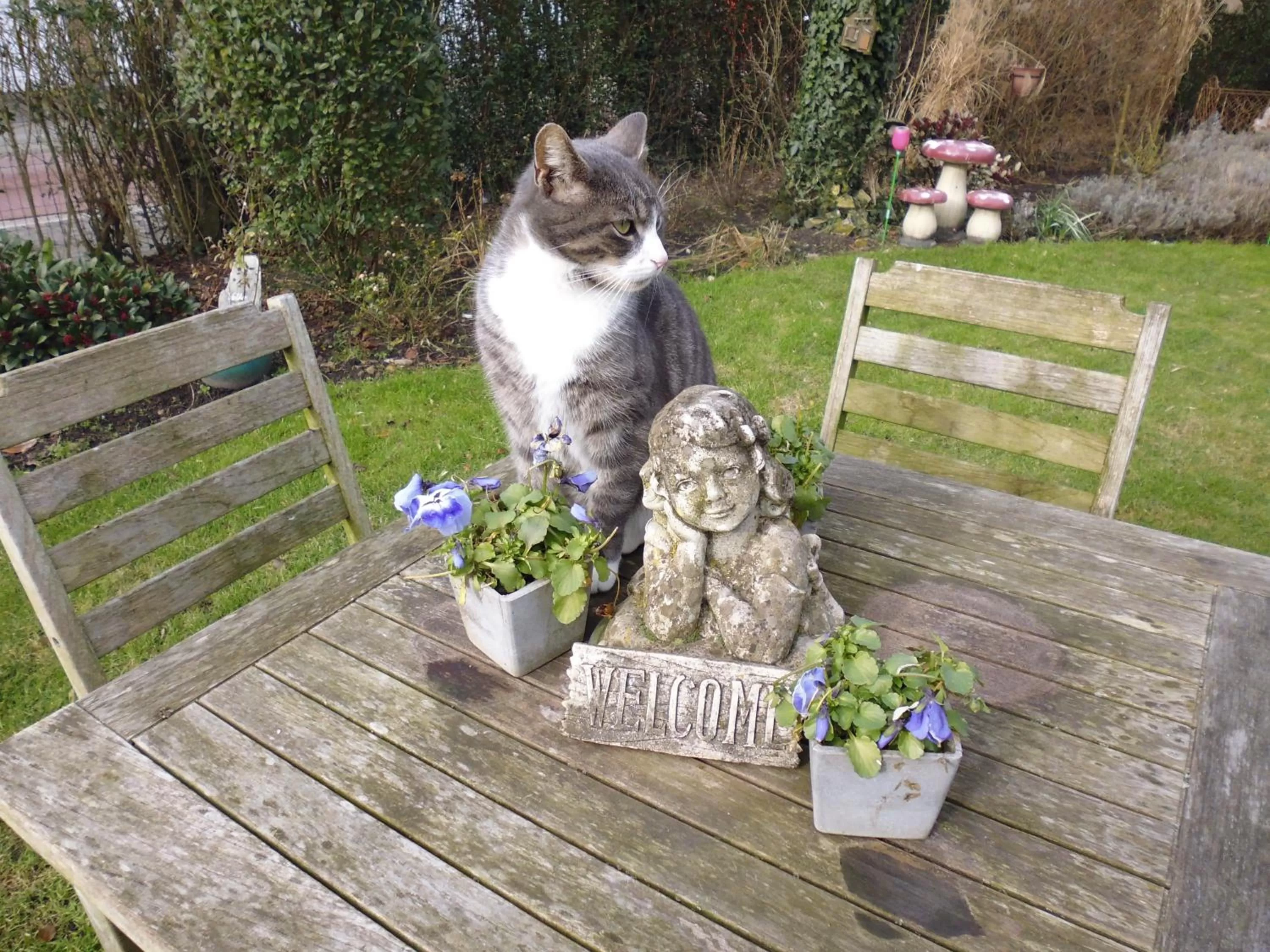 Garden in B&B De Vijf Zuilen