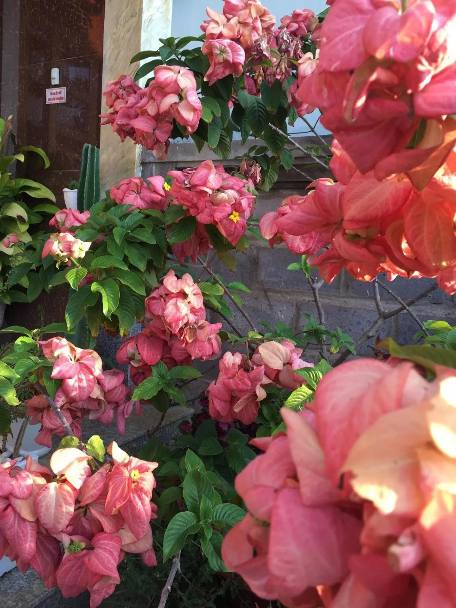 Garden view in ANH DUONg 1 HOTEL