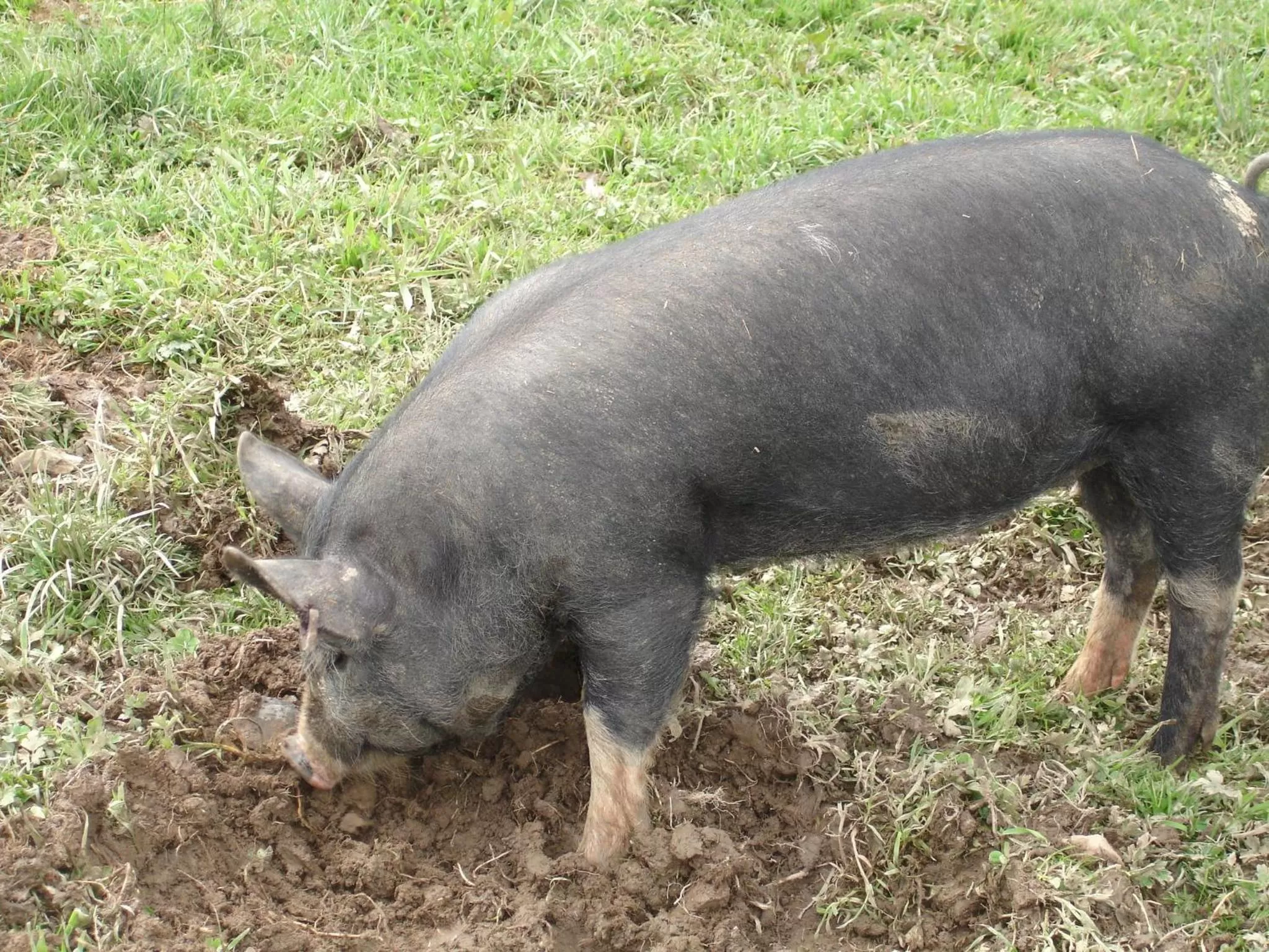 Animals in Leworthy Farmhouse Bed and Breakfast